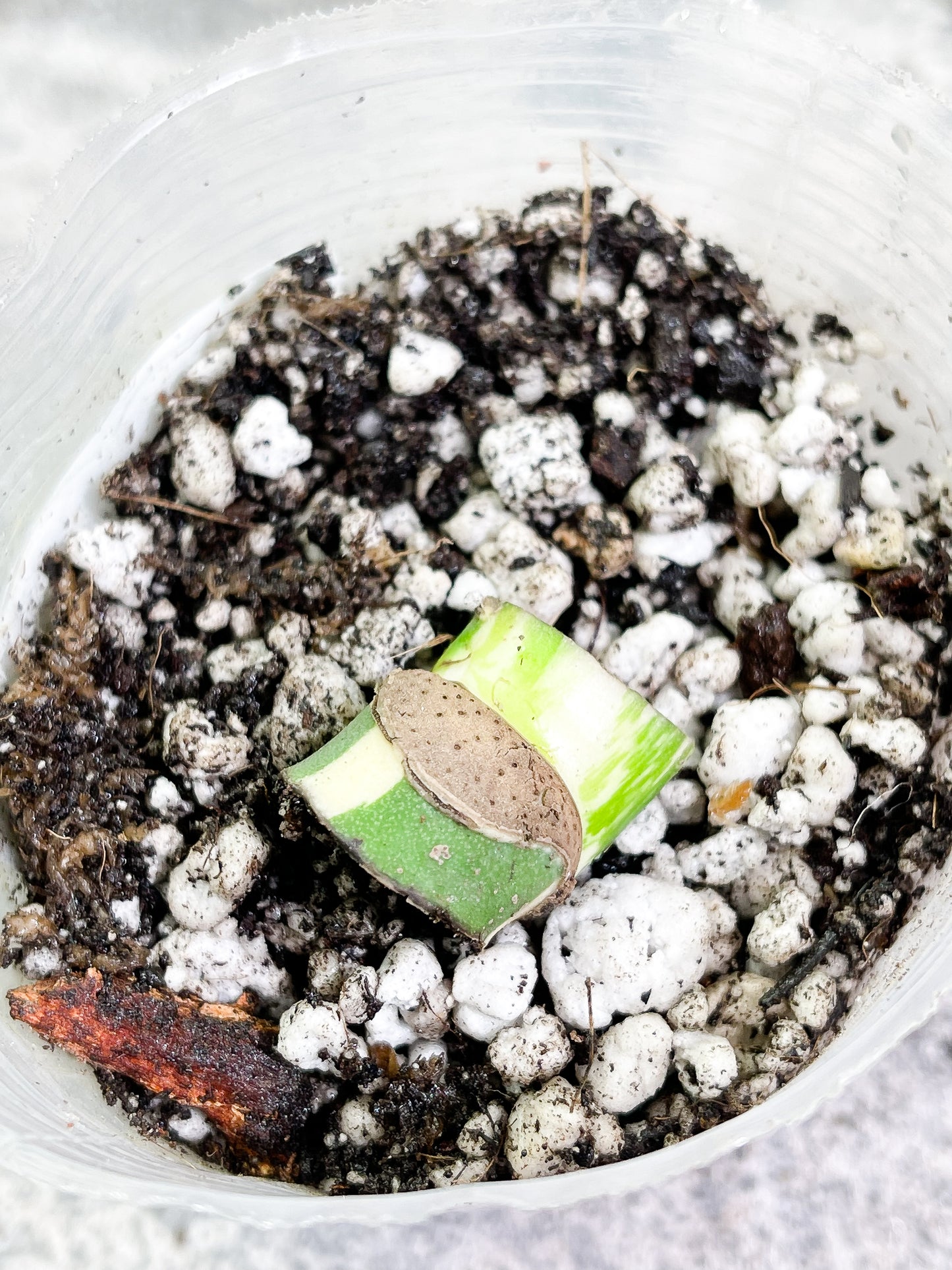 Monstera albo Rooting node