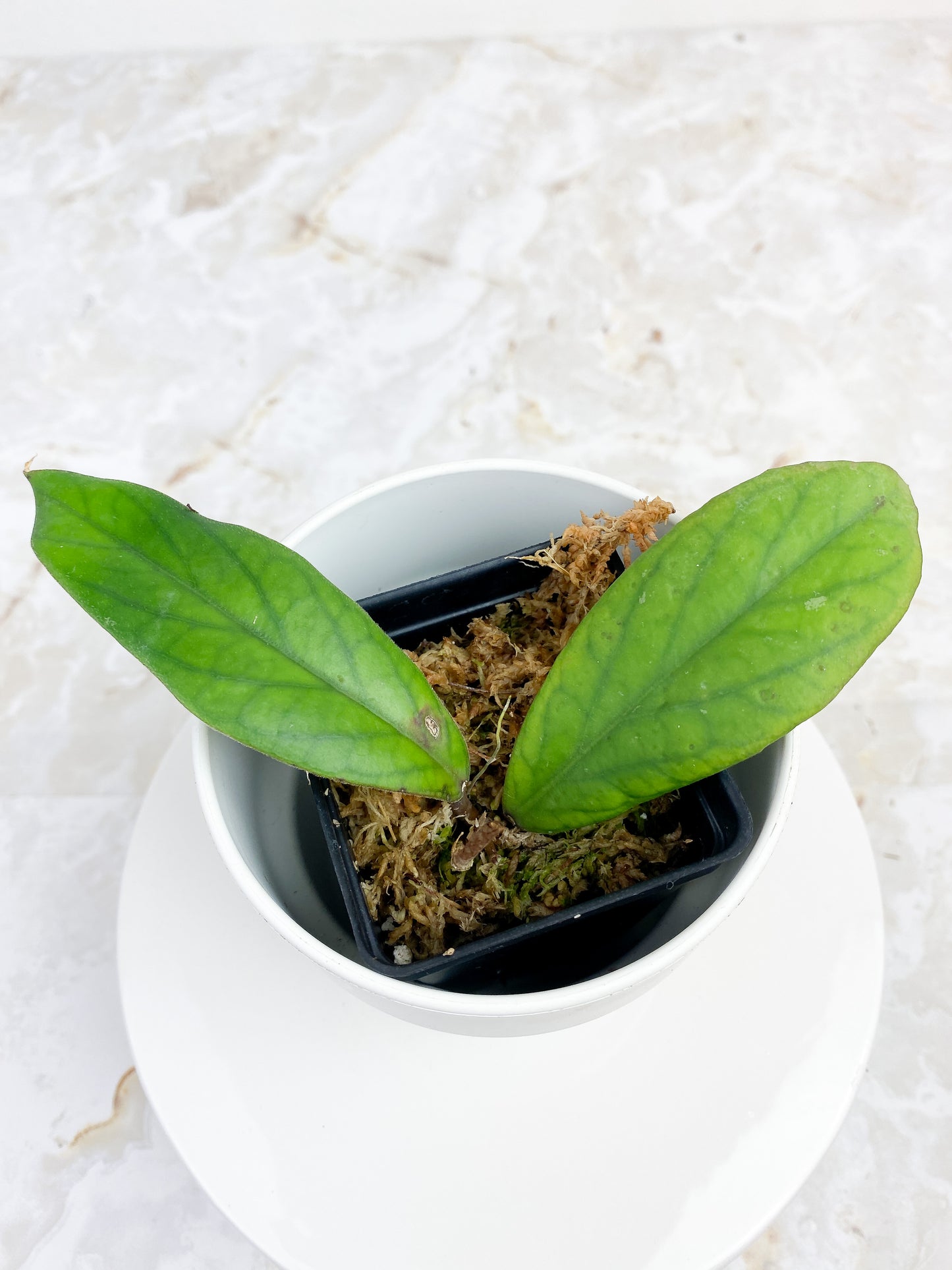 Hoya Vitellinoides - 2 leaves rooted