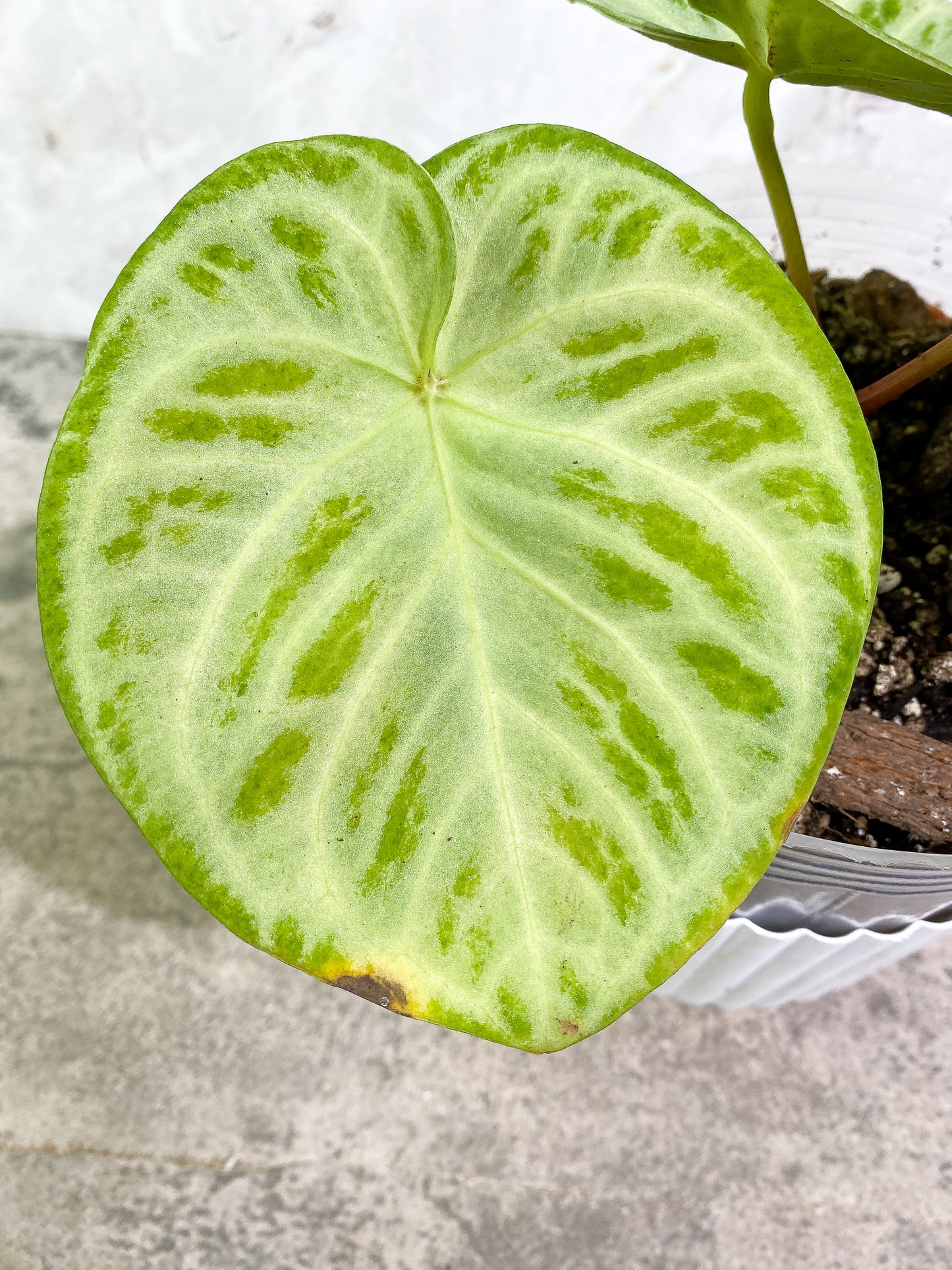 Anthurium Silver Bush 3 leaves fully rooted