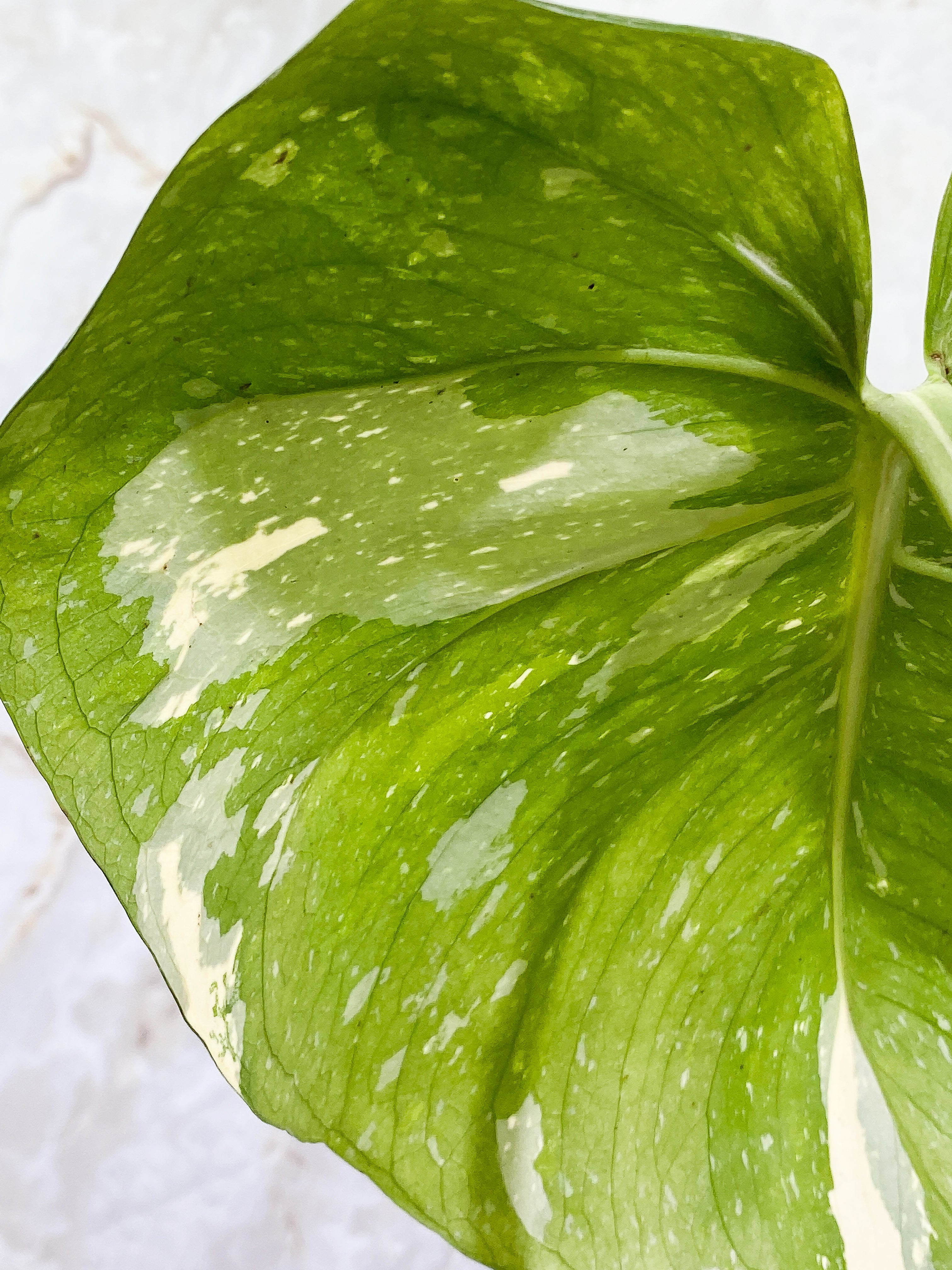 FOR NEXT WEEK Monstera Thai Constellation 2 leaves Slightly Rooted