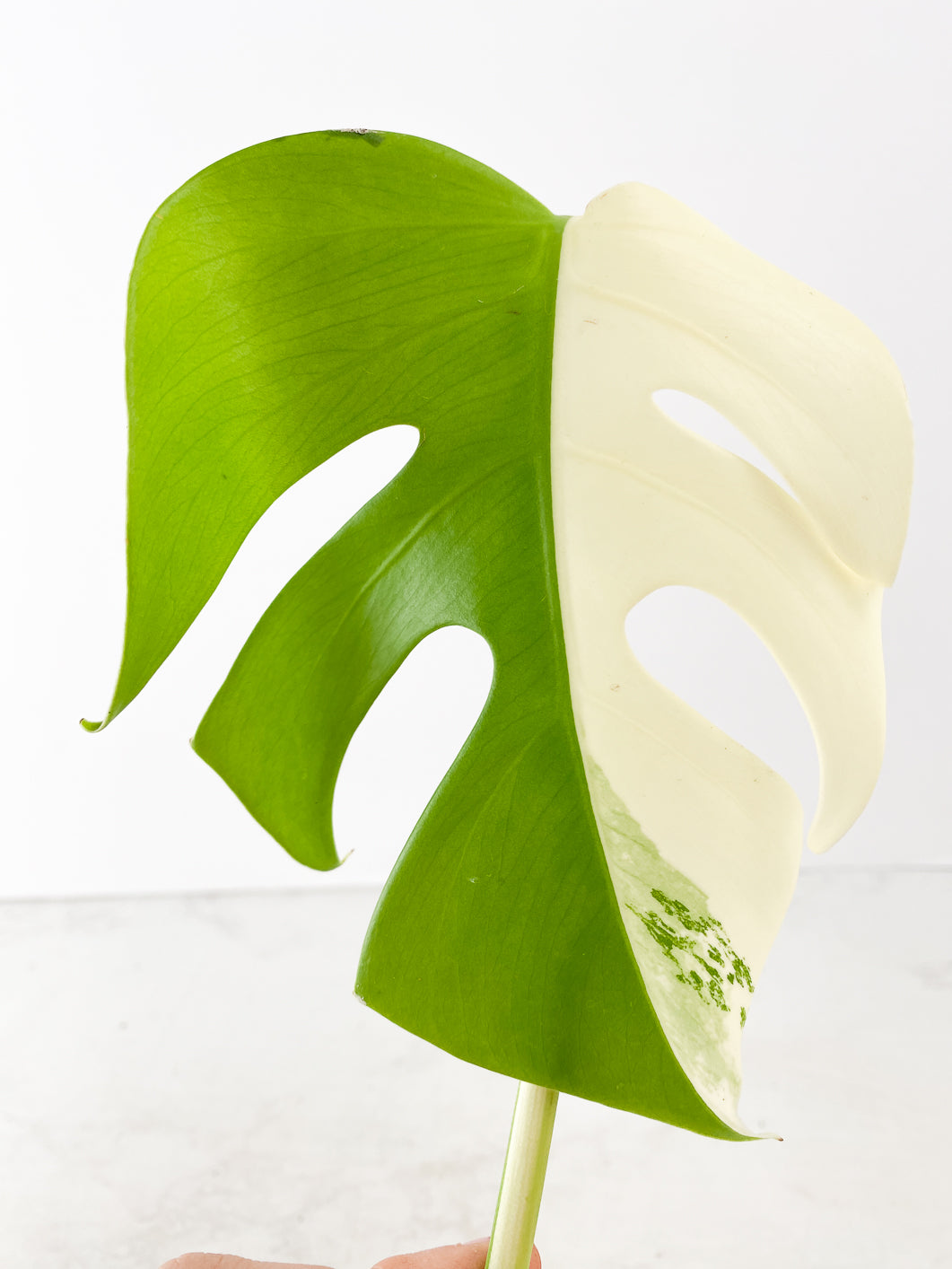 Monstera albo variegated half moon Top Cutting double node Rooting