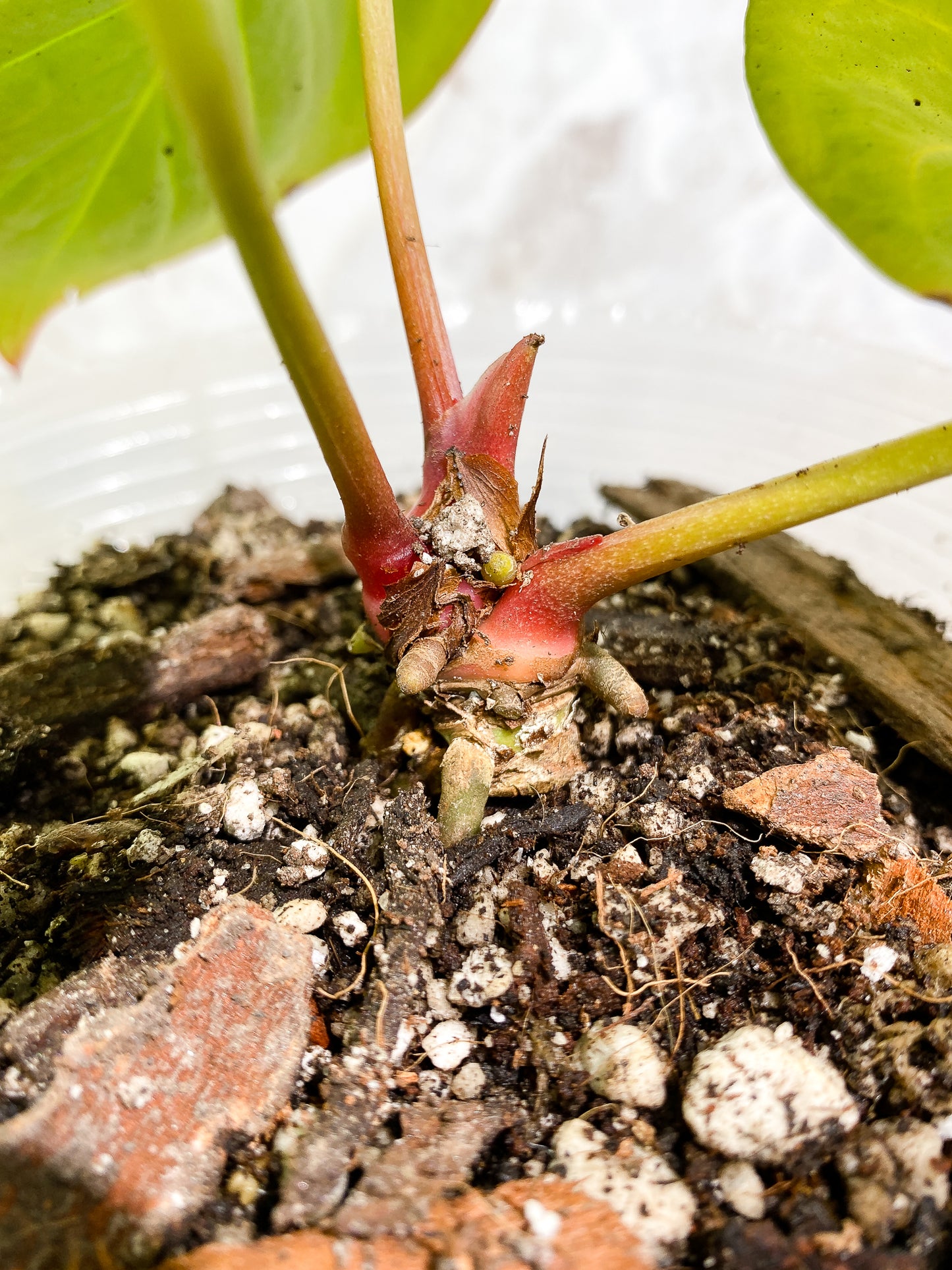 Anthurium Silver Bush 3 leaves fully rooted