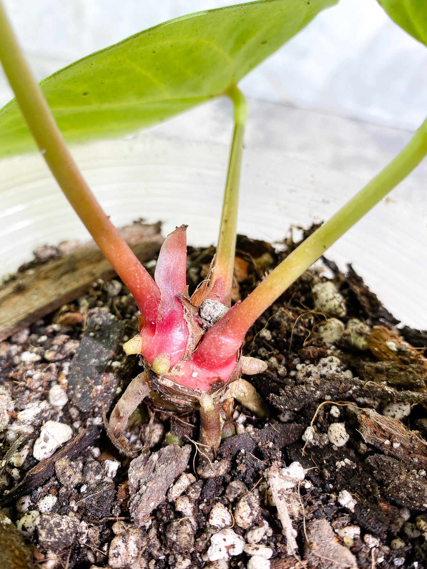 Anthurium Silver Bush 3 leaves fully rooted
