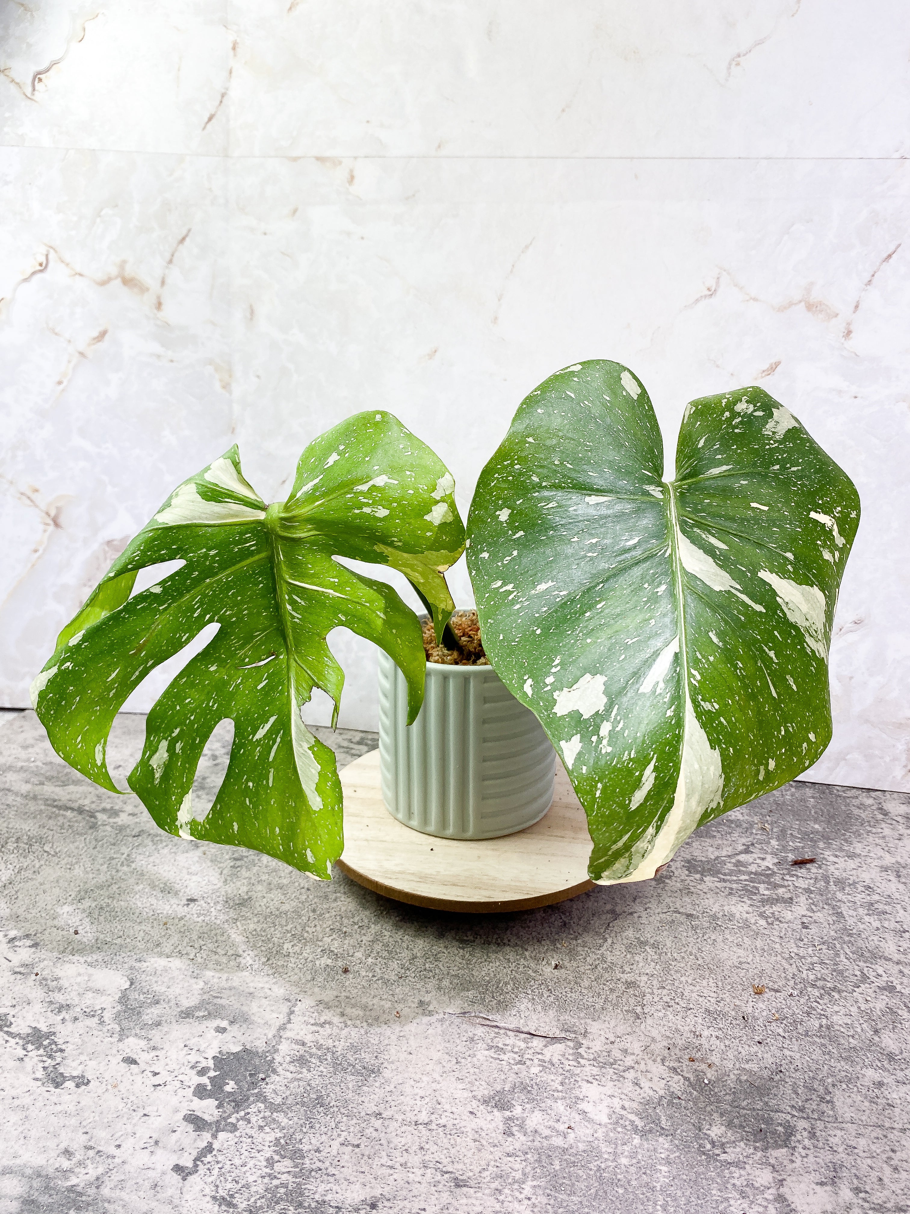 FOR NEXT WEEK Monstera Thai Constellation 2 leaves Slightly Rooted