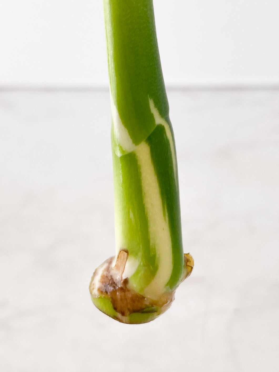 Monstera albo variegated half moon Top Cutting double node Rooting