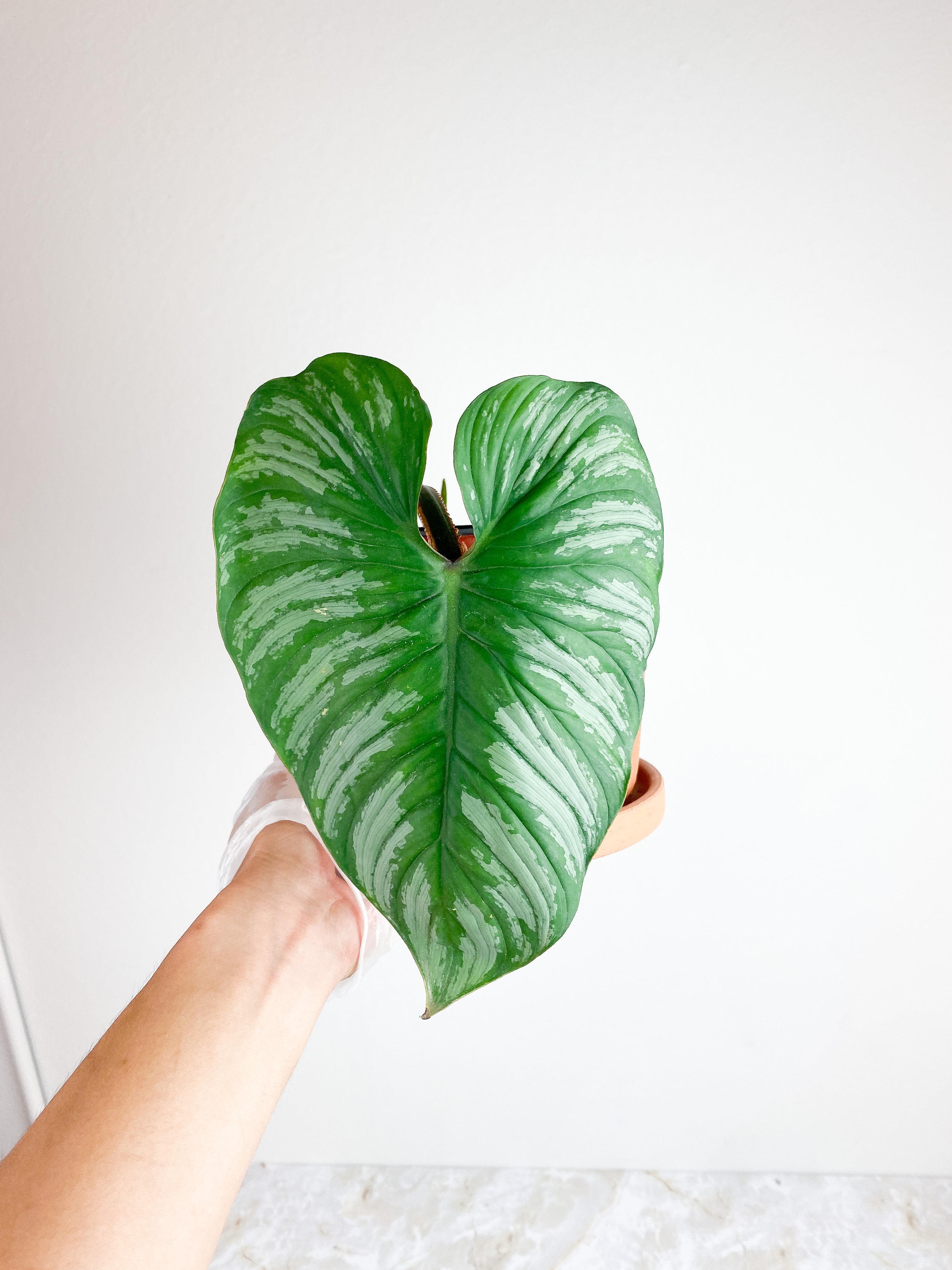 Philodendron Mamei Silver Cloud  rooted 2 leaves 8" LEAF