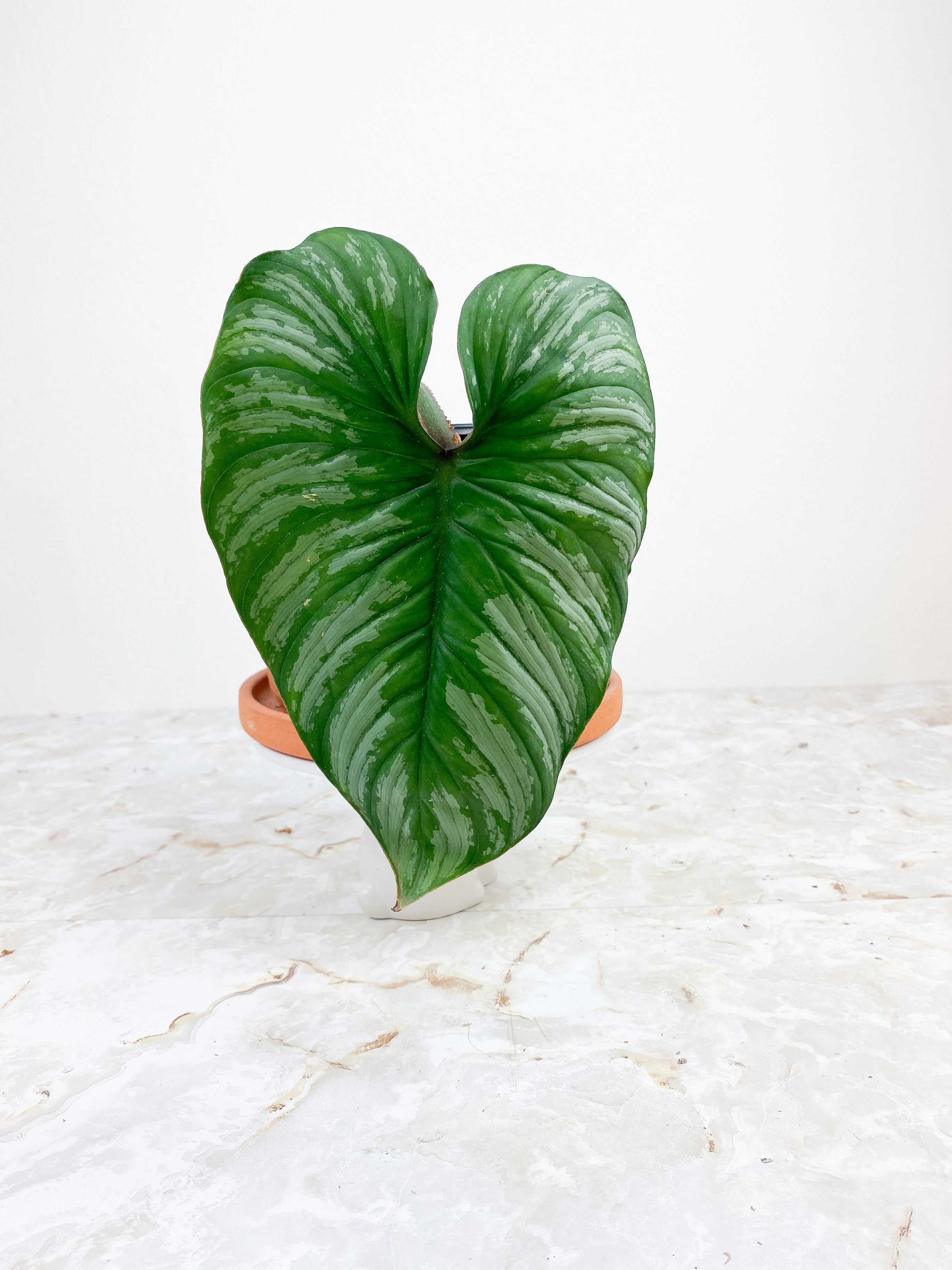 Philodendron Mamei Silver Cloud  rooted 2 leaves 8" LEAF