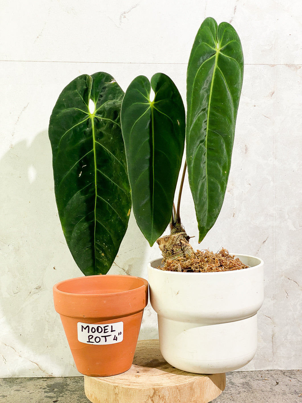 Anthurium Queremalenses 3 leaves Rooted