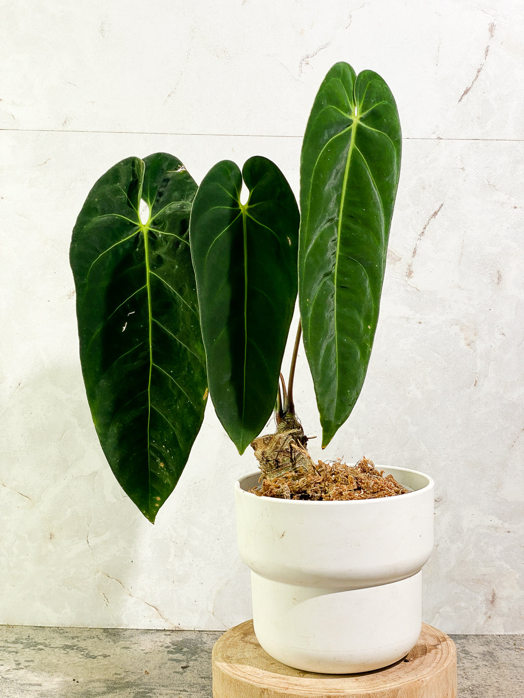 Anthurium Queremalenses 3 leaves Rooted