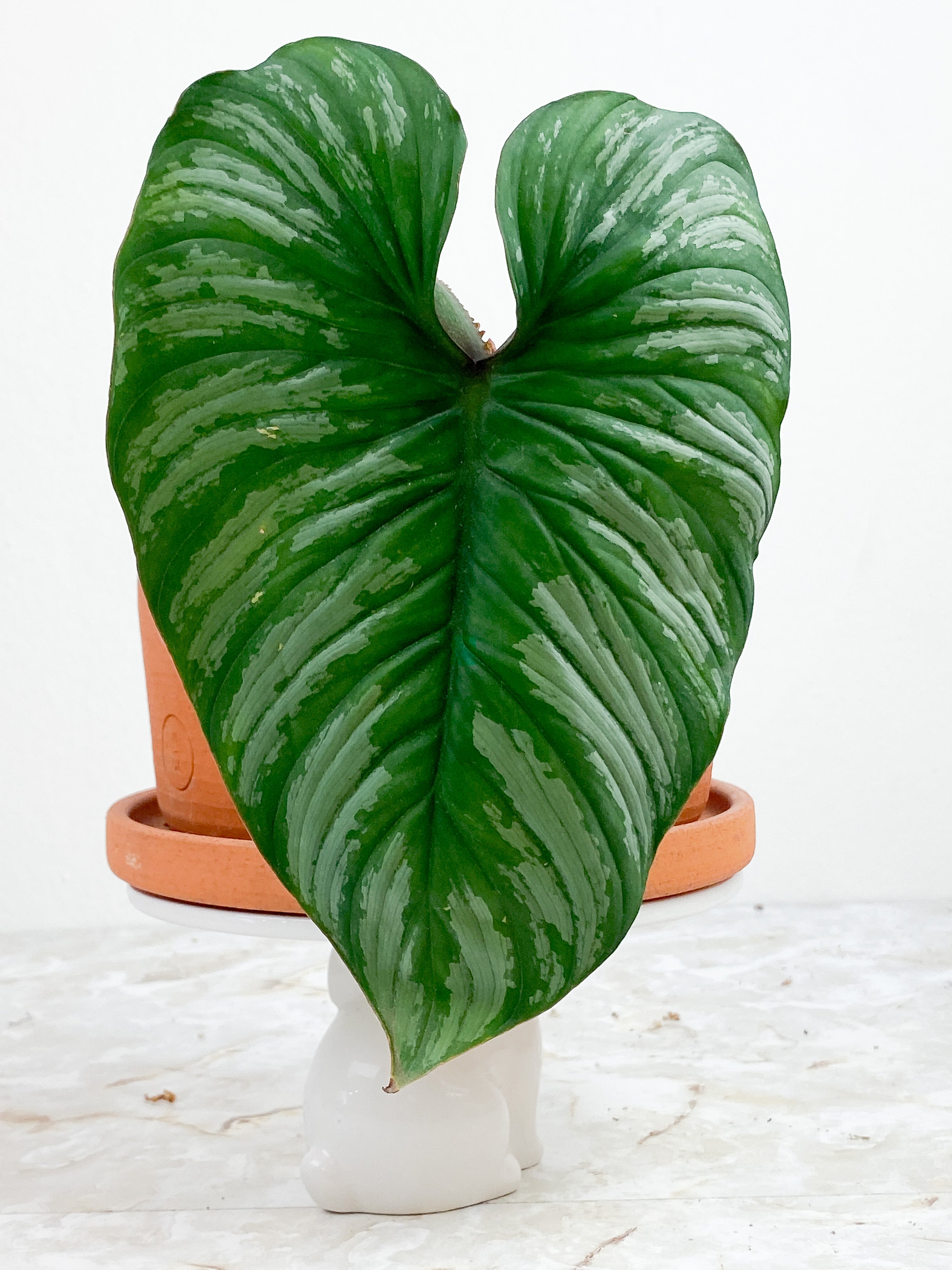 Philodendron Mamei Silver Cloud  rooted 2 leaves 8" LEAF