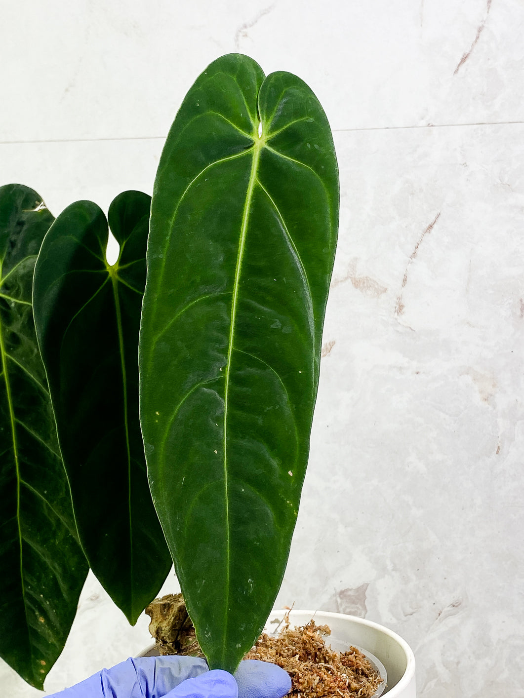 Anthurium Queremalenses 3 leaves Rooted