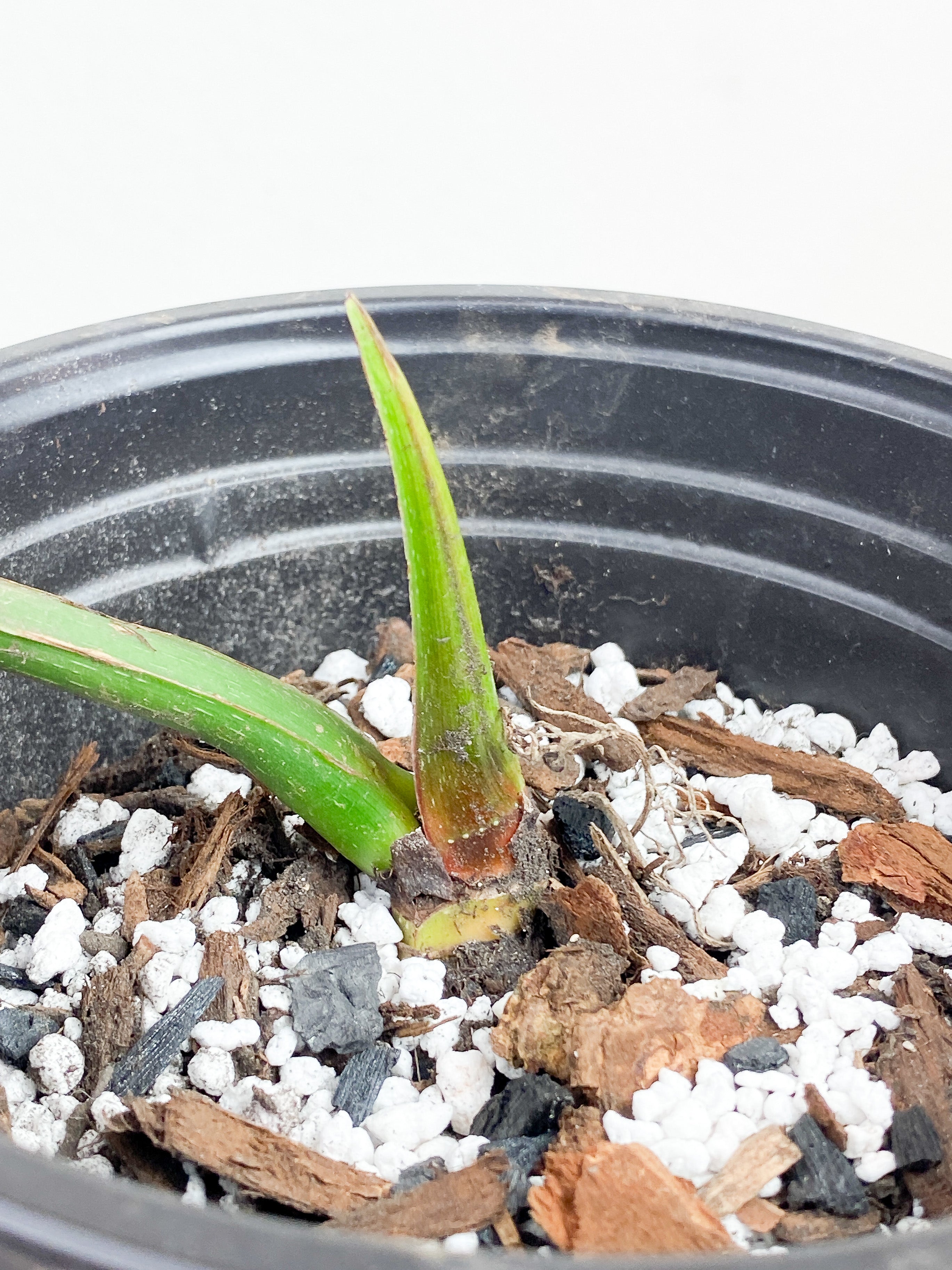 Philodendron Mamei Silver Cloud  rooted 2 leaves 8" LEAF