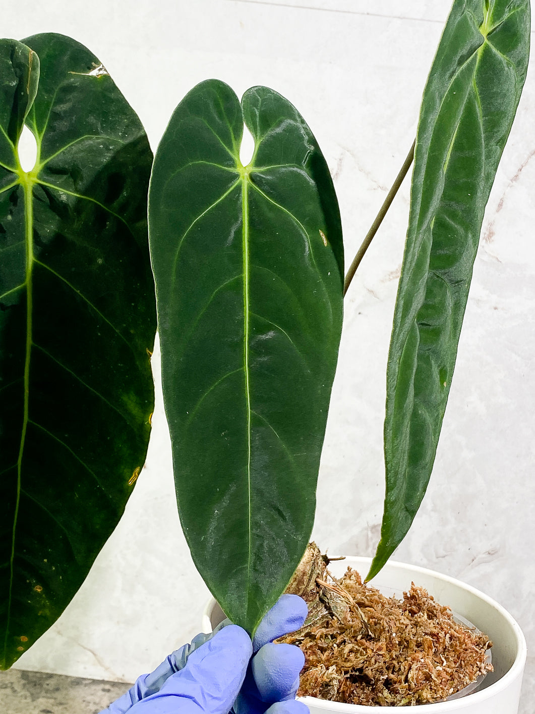 Anthurium Queremalenses 3 leaves Rooted