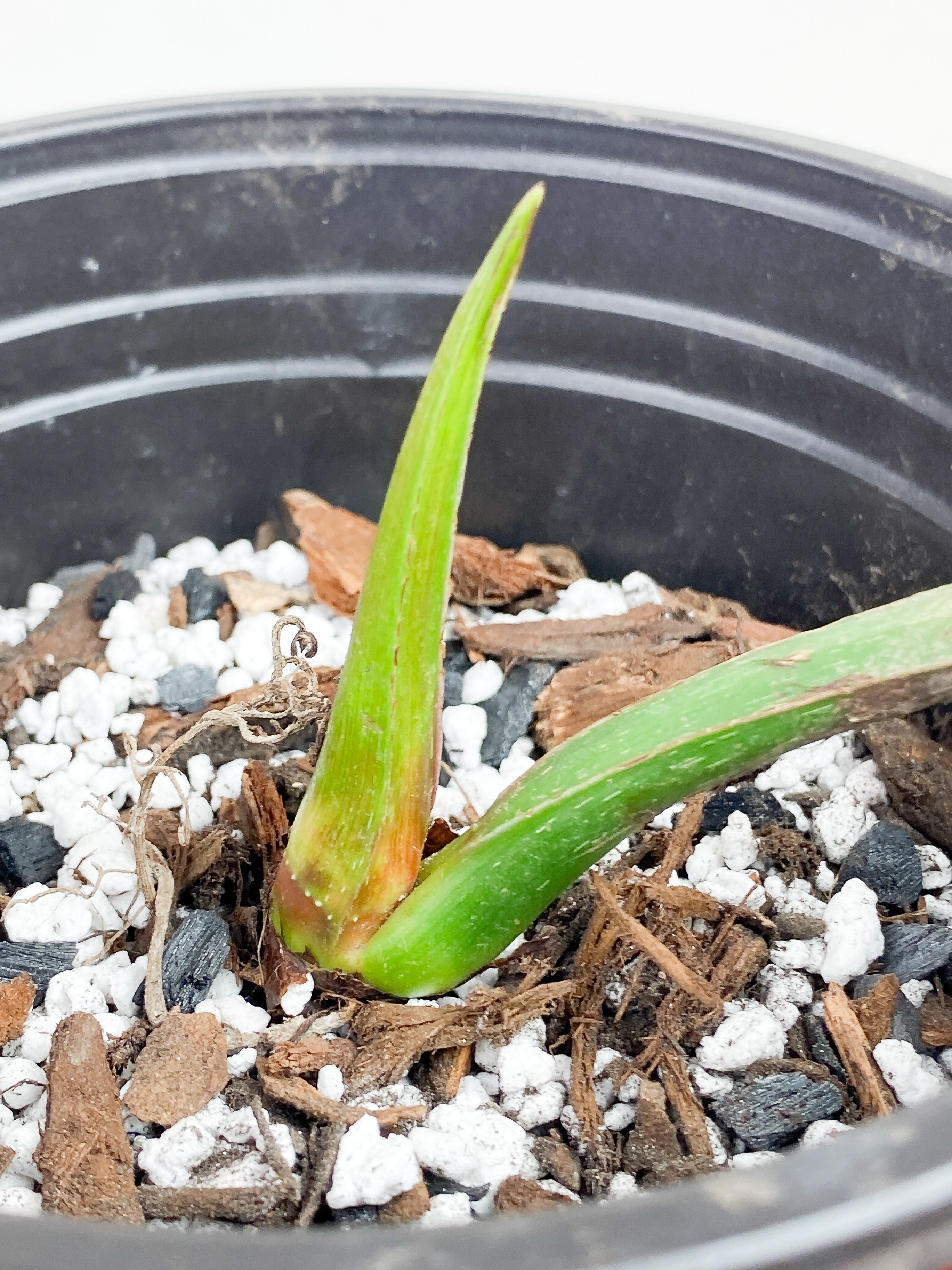 Philodendron Mamei Silver Cloud  rooted 2 leaves 8" LEAF