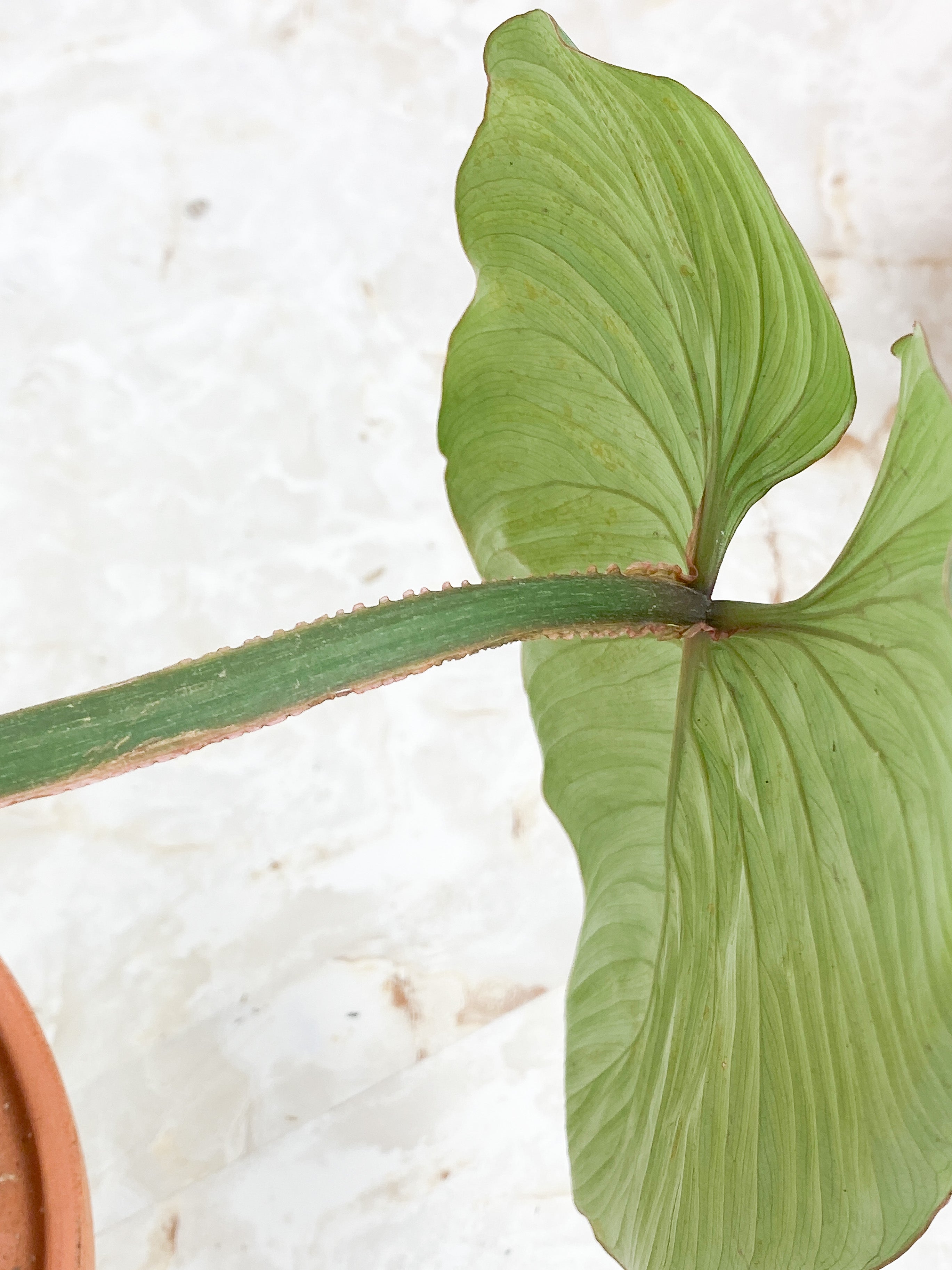 Philodendron Mamei Silver Cloud  rooted 2 leaves 8" LEAF