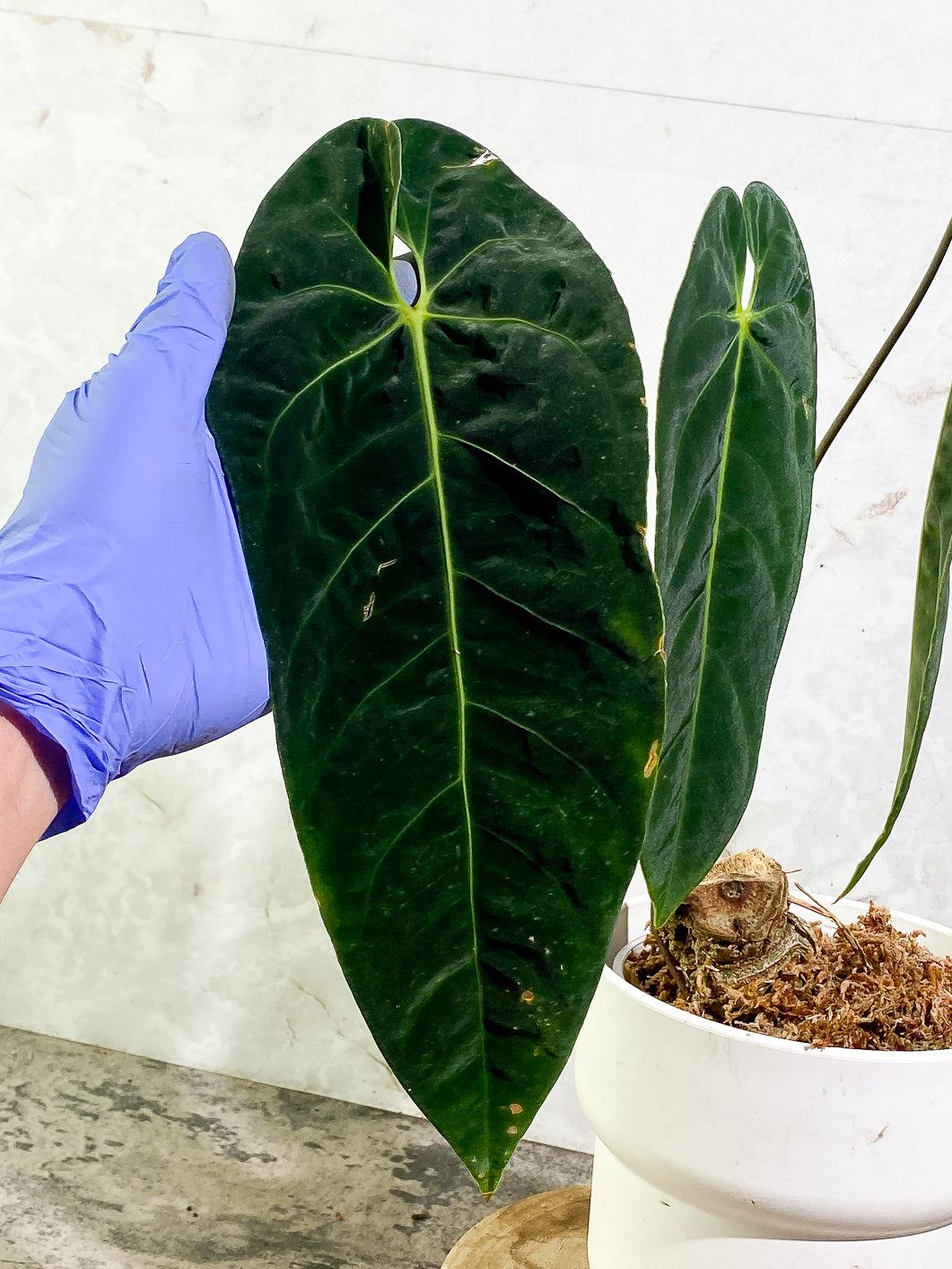 Anthurium Queremalenses 3 leaves Rooted