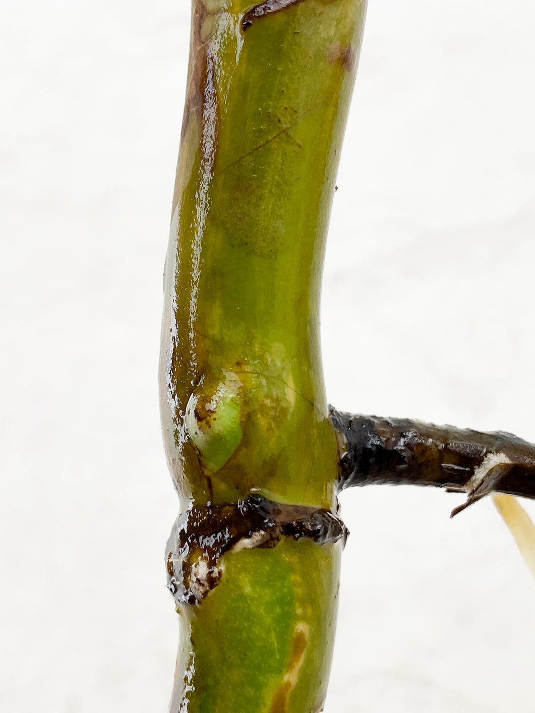 Monstera albo variegated Rooting 1 leaf double node 2 growing buds
