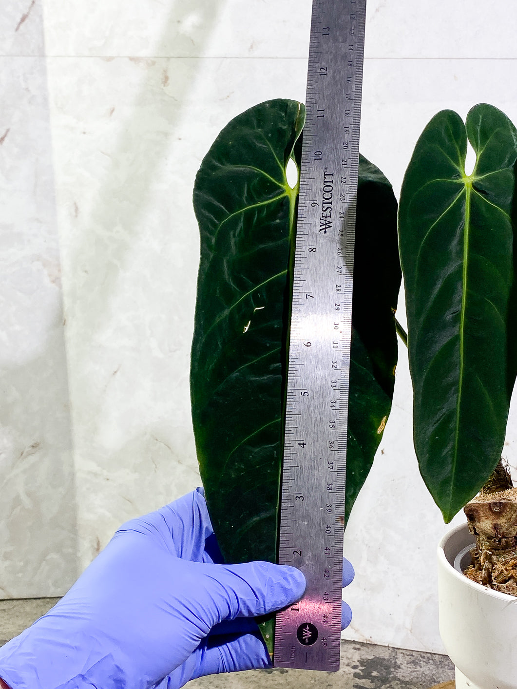 Anthurium Queremalenses 3 leaves Rooted