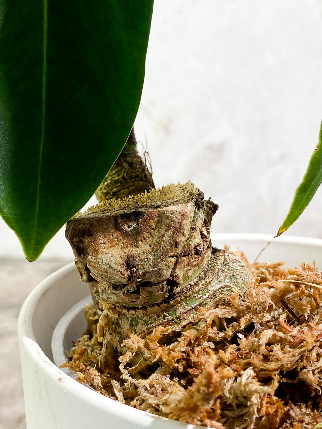 Anthurium Queremalenses 3 leaves Rooted