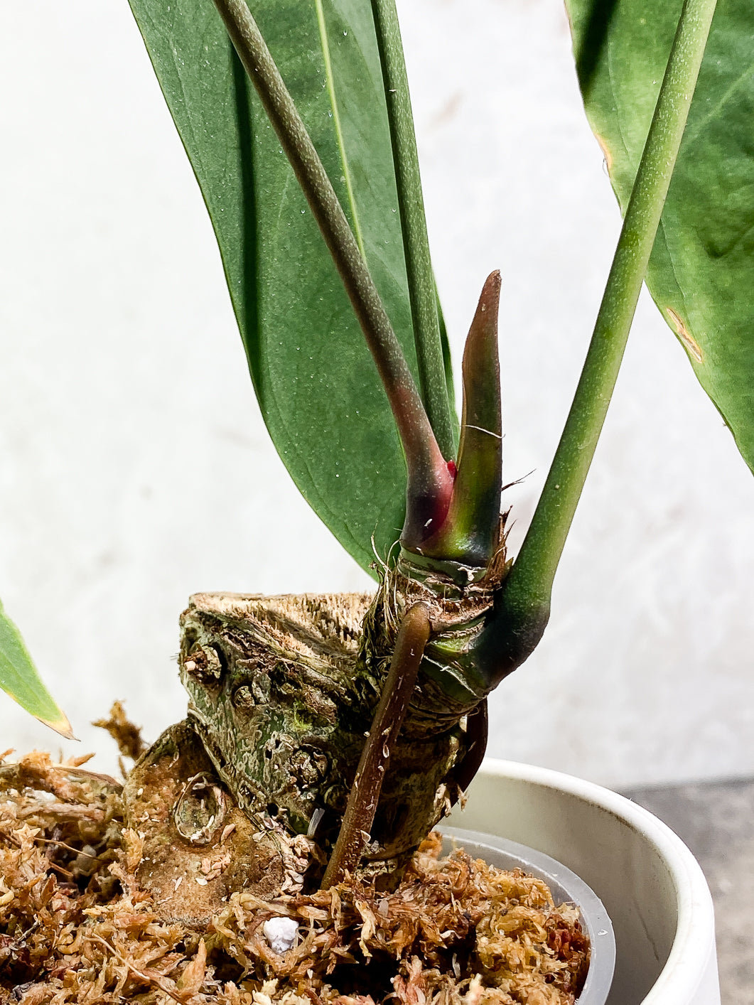 Anthurium Queremalenses 3 leaves Rooted