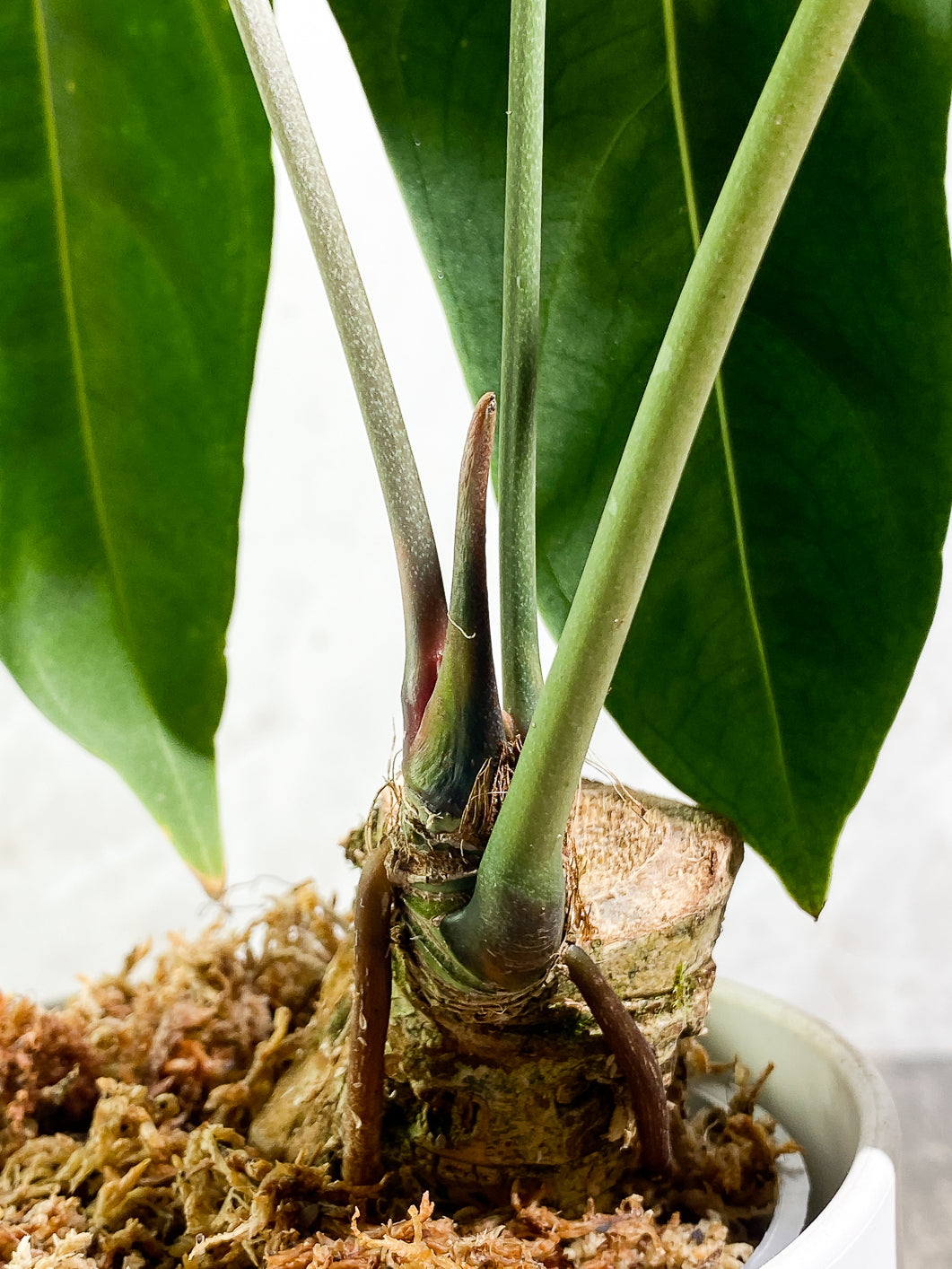 Anthurium Queremalenses 3 leaves Rooted