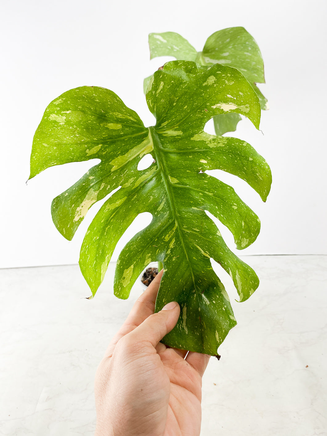 Monstera thai constellations 2 leaves rooting in soil