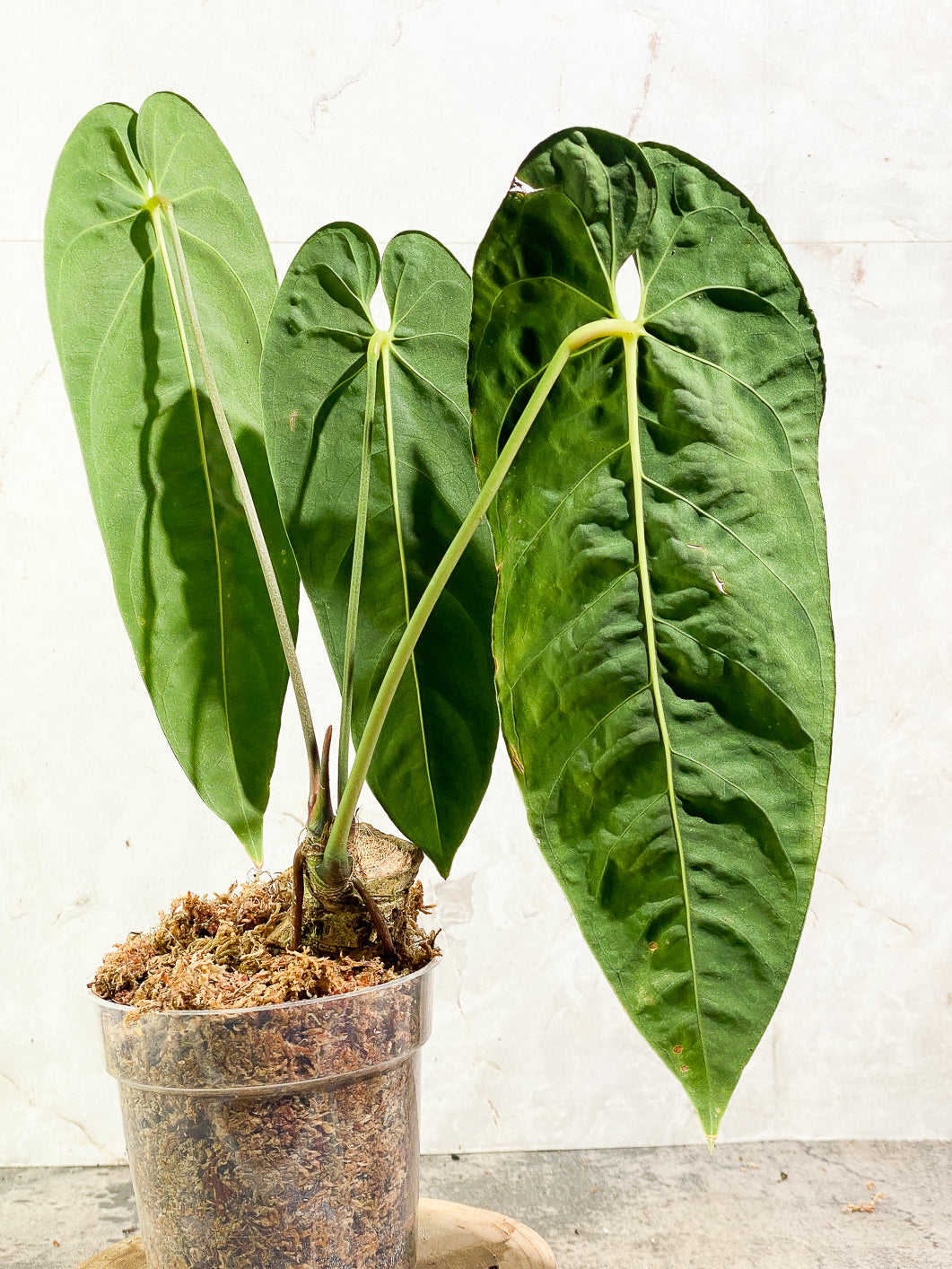 Anthurium Queremalenses 3 leaves Rooted