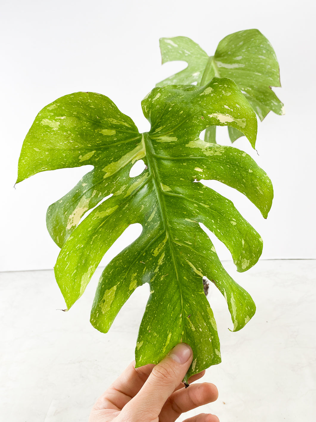 Monstera thai constellations 2 leaves rooting in soil