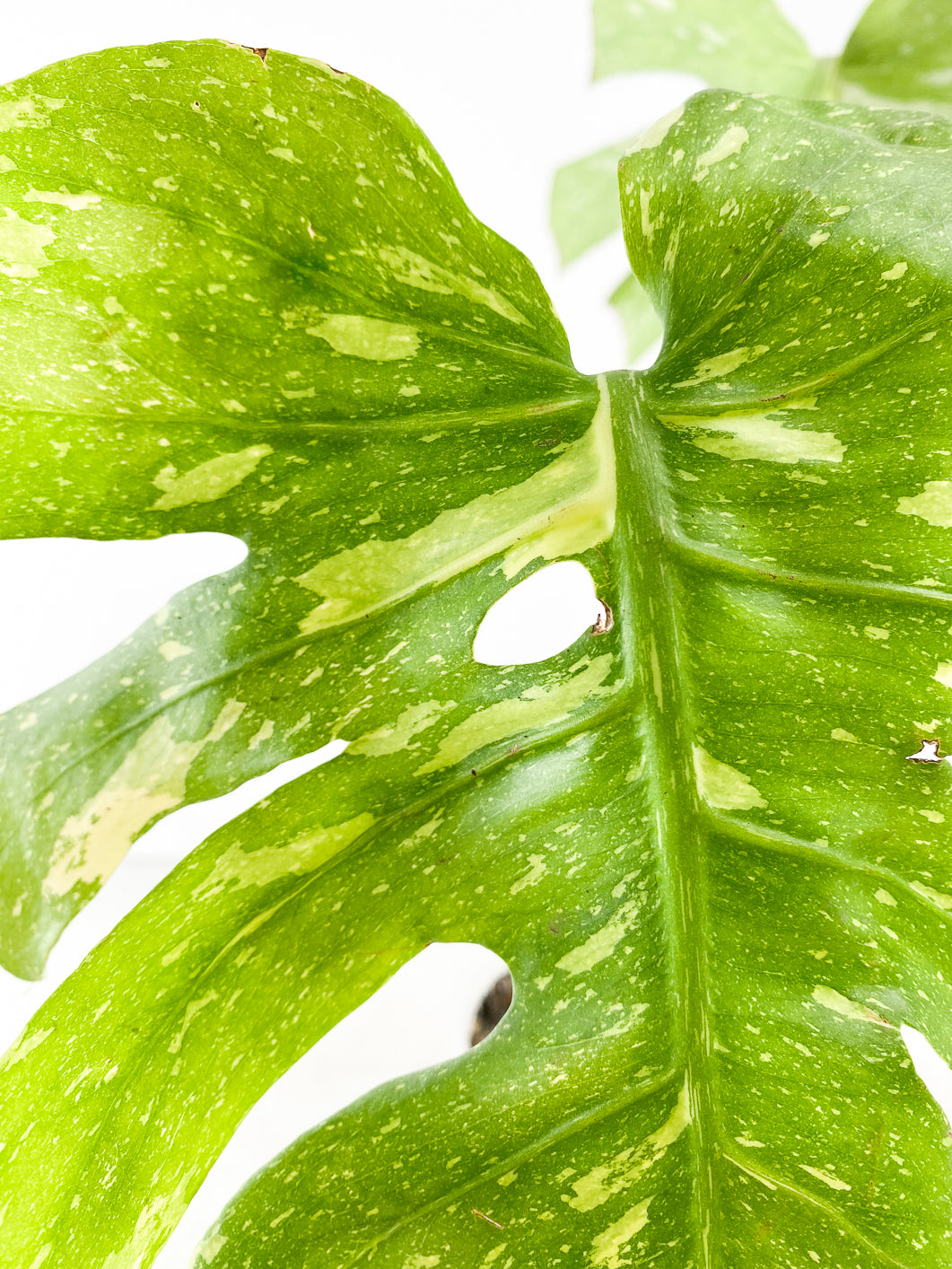 Monstera thai constellations 2 leaves rooting in soil