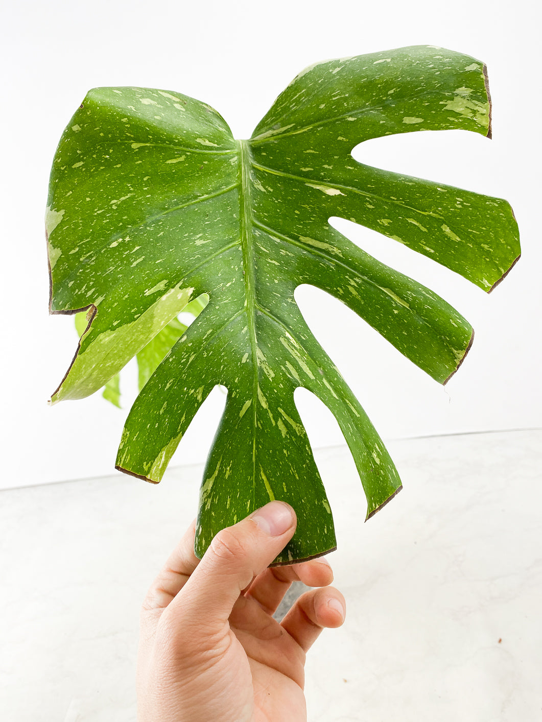 Monstera thai constellations 2 leaves rooting in soil