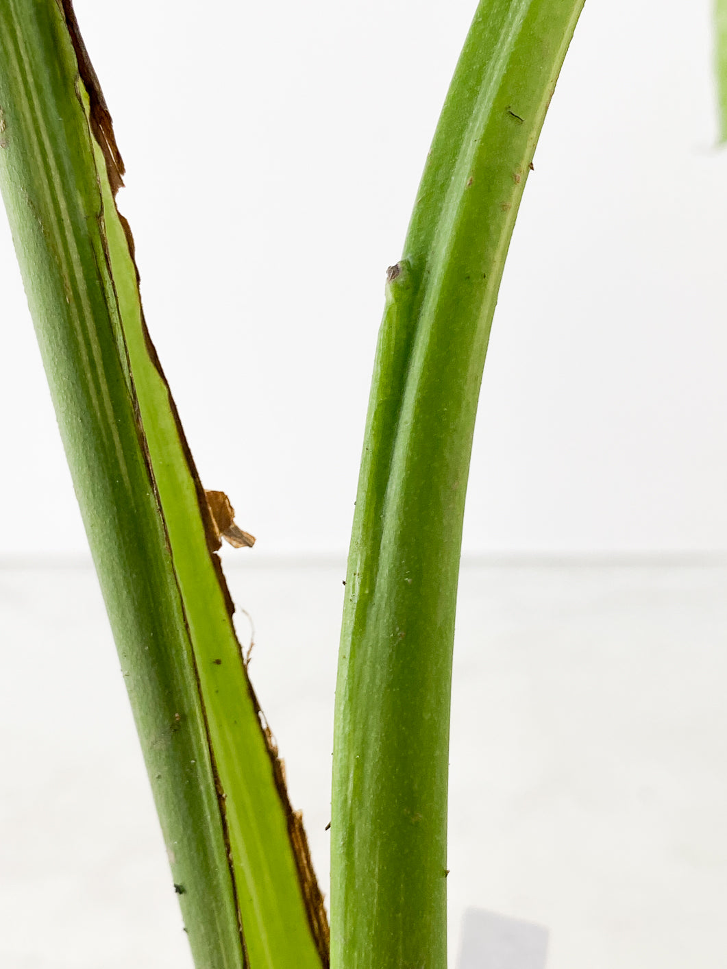 Monstera thai constellations 2 leaves rooting in soil