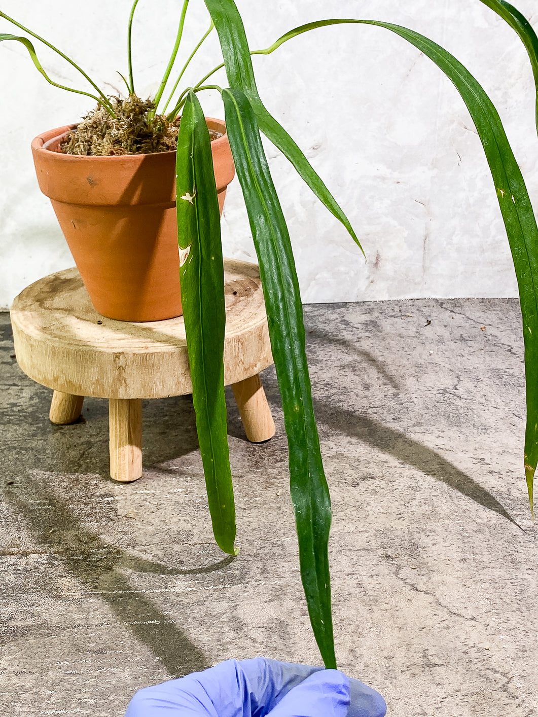 Anthurium Friedrichsthalii Rooted