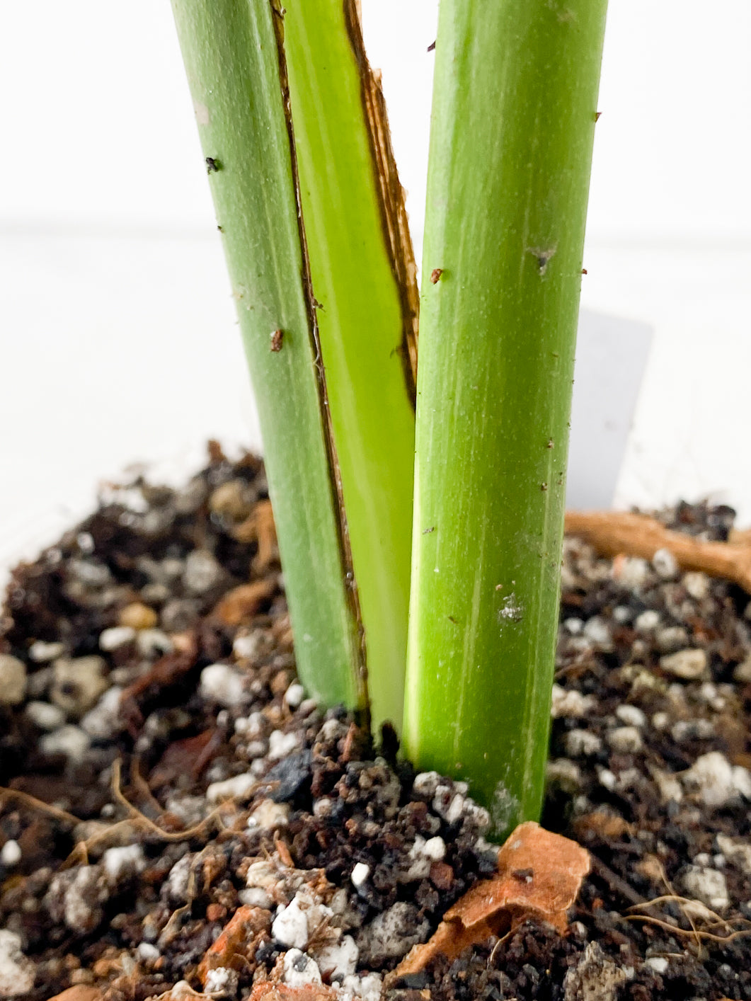 Monstera thai constellations 2 leaves rooting in soil