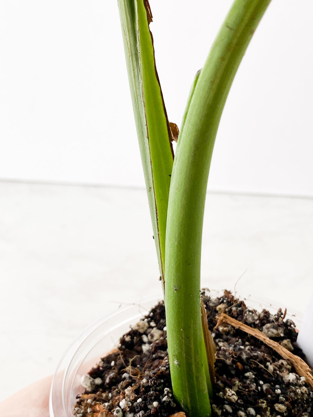 Monstera thai constellations 2 leaves rooting in soil