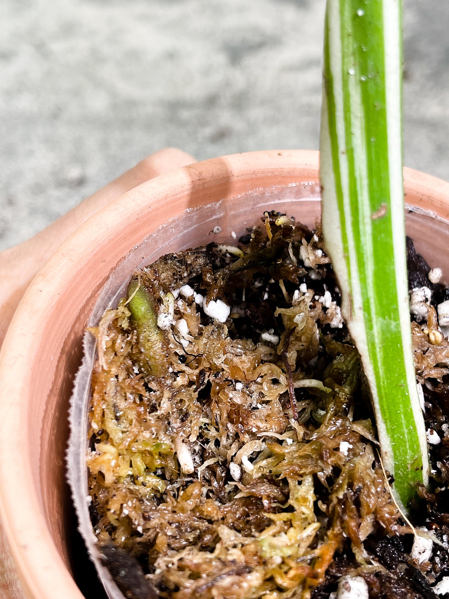 Monstera albo 1 leaf Rooted Half Moon