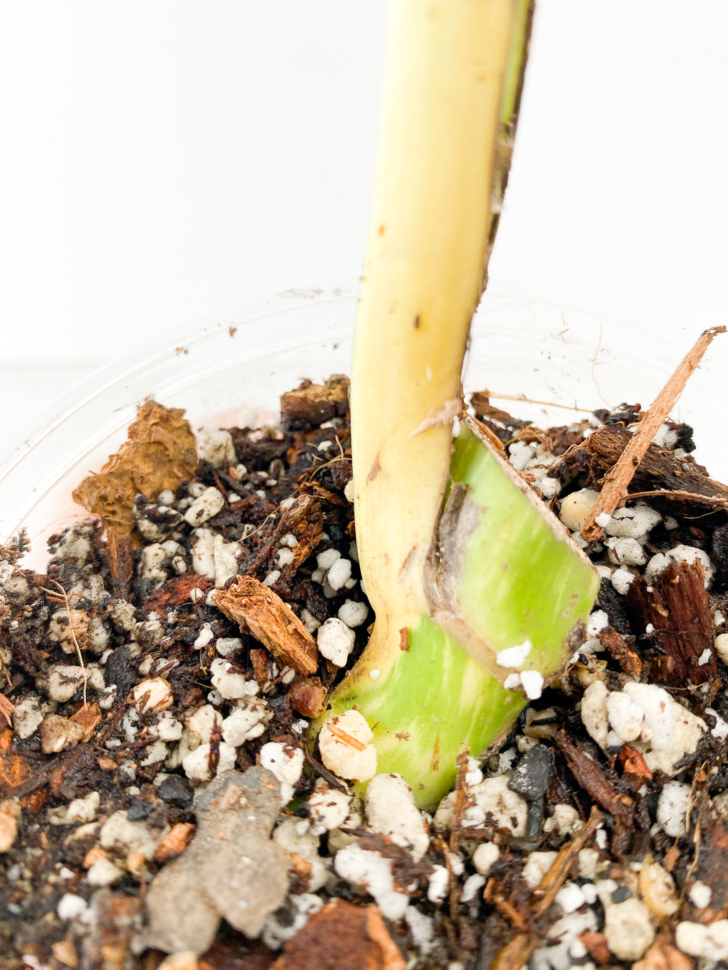 Monstera Thai Constellation Slightly Rooted 1 leaf double node from Highly Variegated  Mother plant