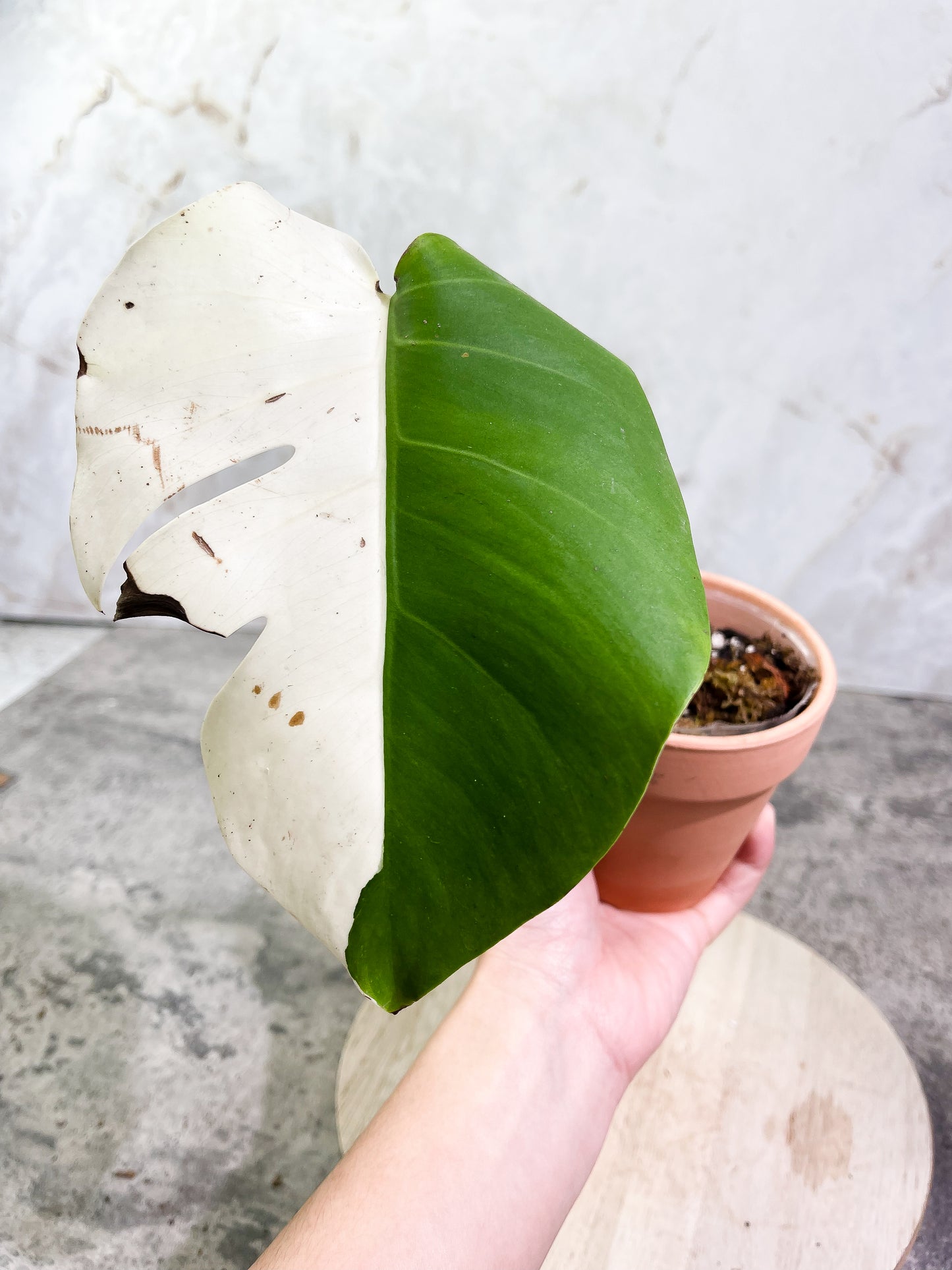 Monstera albo 1 leaf Rooted Half Moon