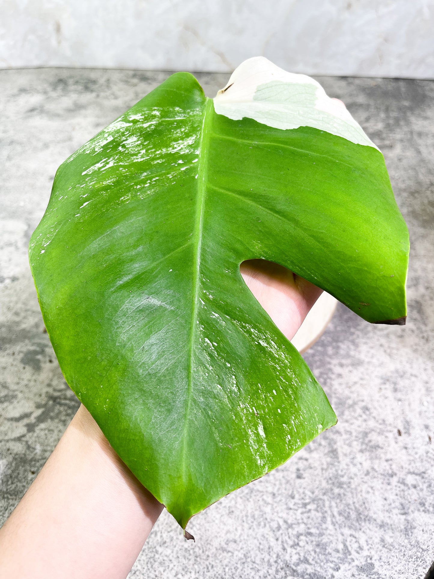 Monstera albo rooting Top Cutting 1 leaf
