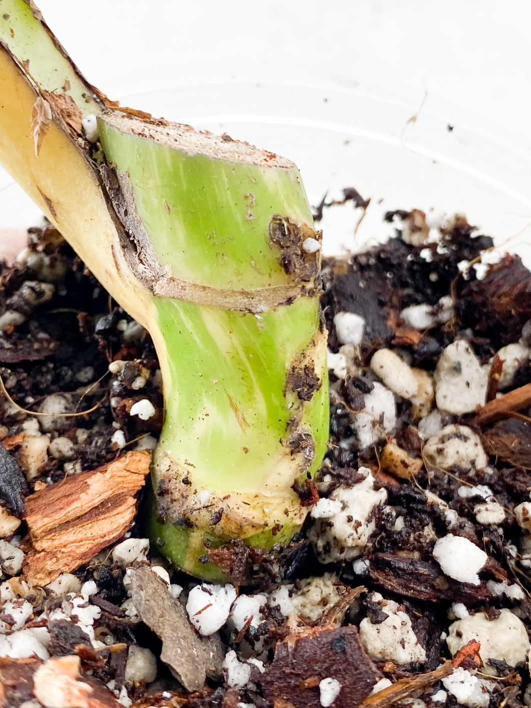 Monstera Thai Constellation Slightly Rooted 1 leaf double node from Highly Variegated  Mother plant