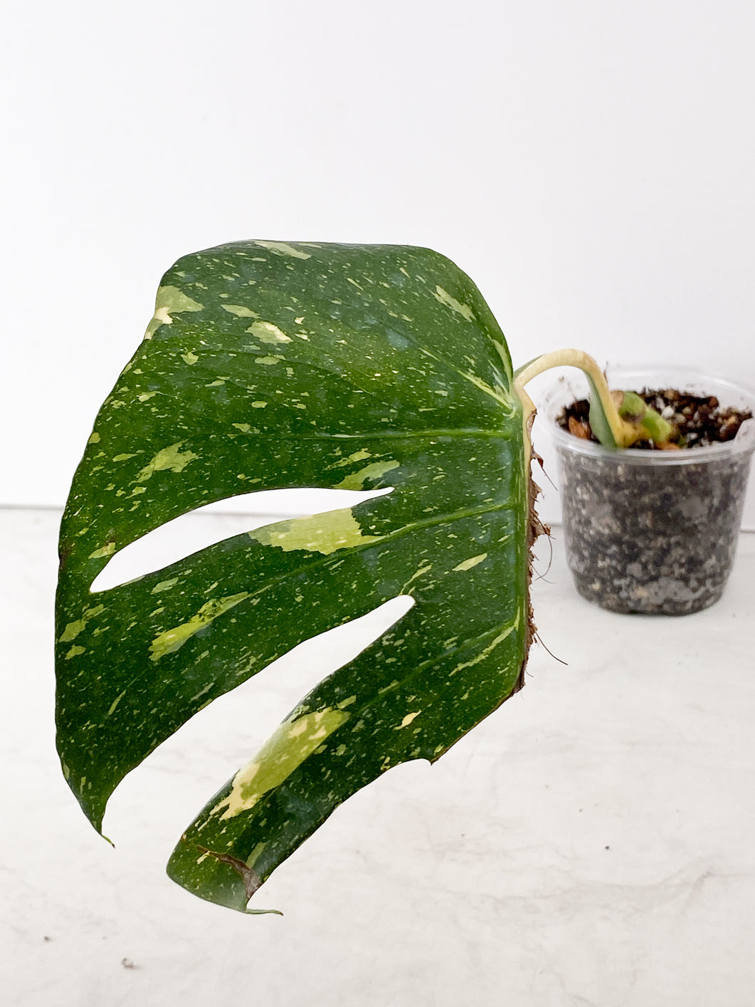 Monstera Thai Constellation Slightly Rooted 1 leaf double node from Highly Variegated  Mother plant