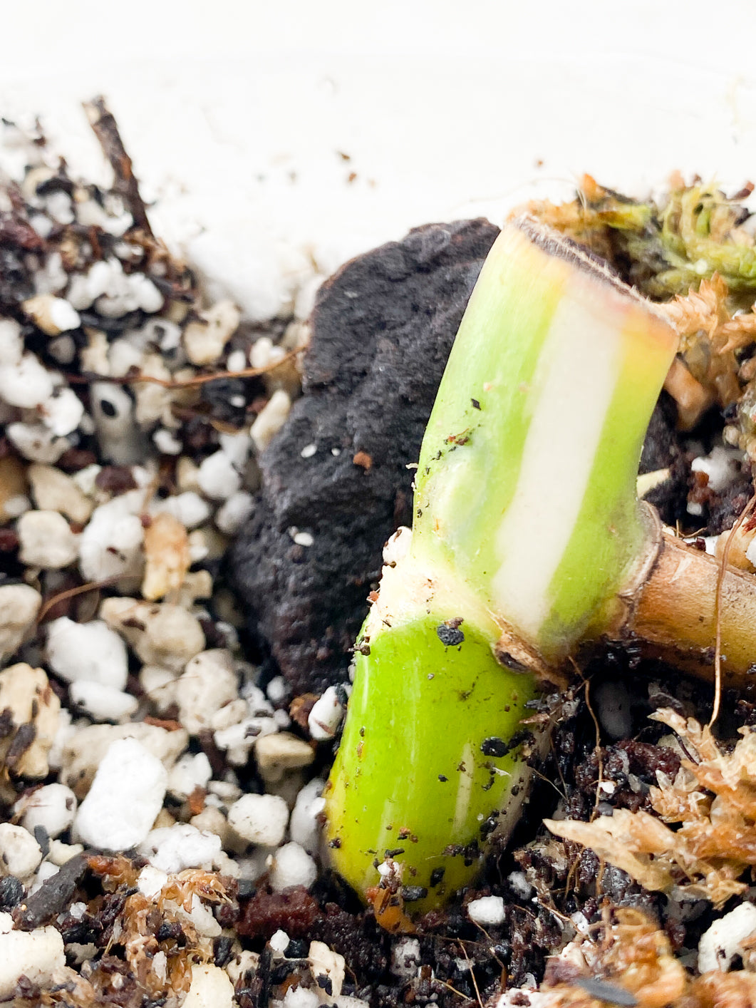 Monstera albo node Rooted node