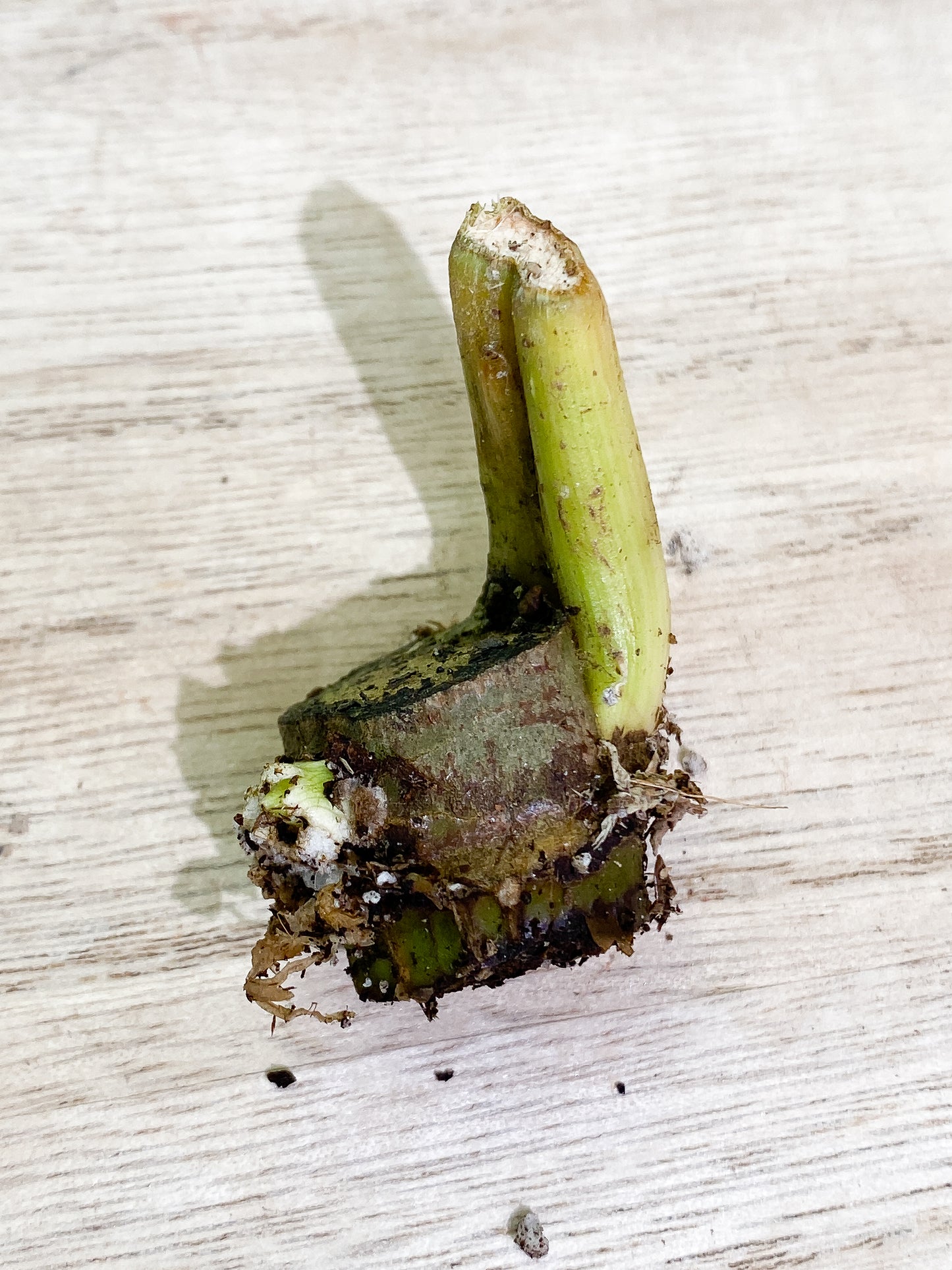 DO NOT BUY: Philodendron Gloriosum unrooted node 1 sprout