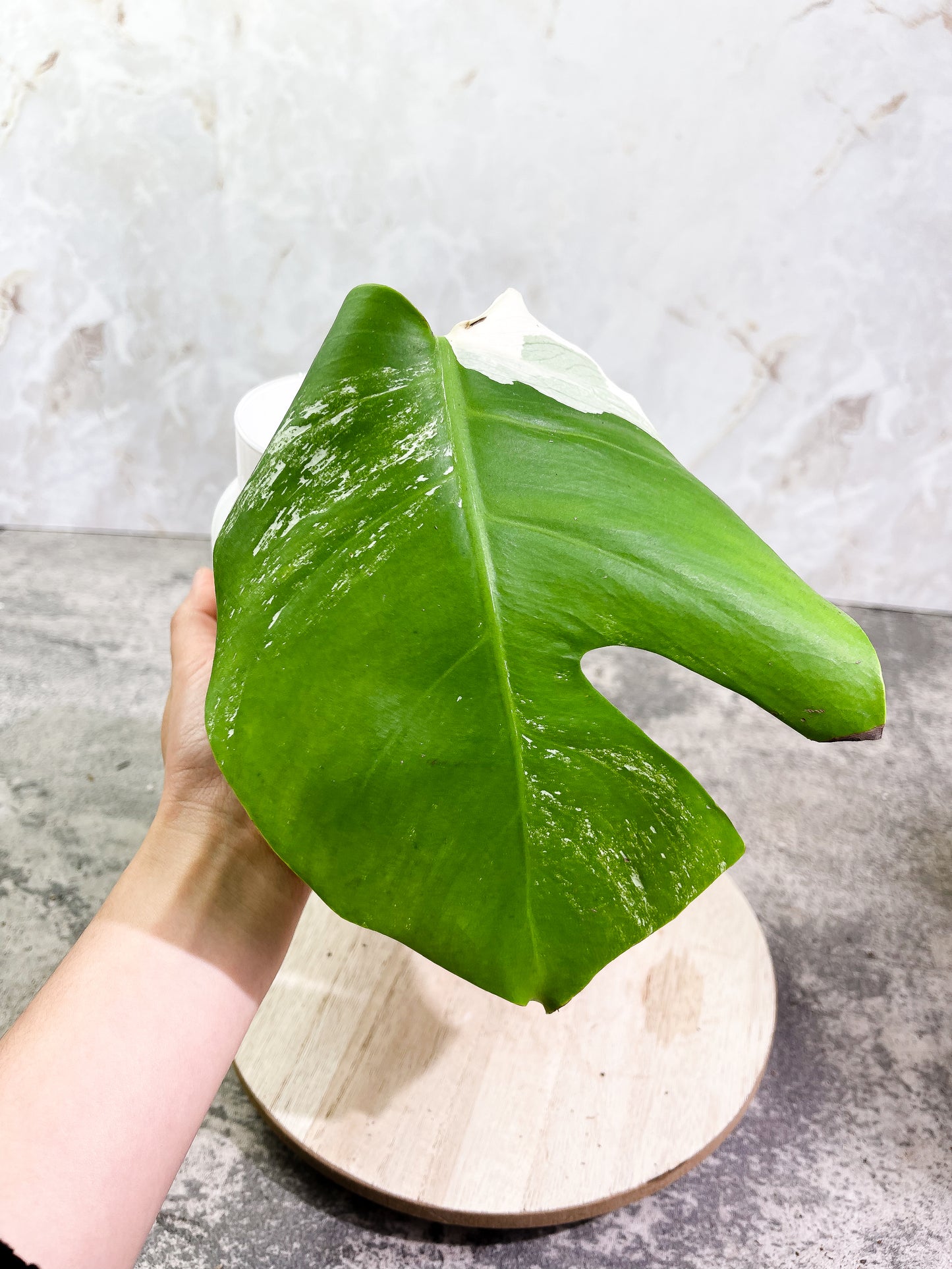 Monstera albo rooting Top Cutting 1 leaf
