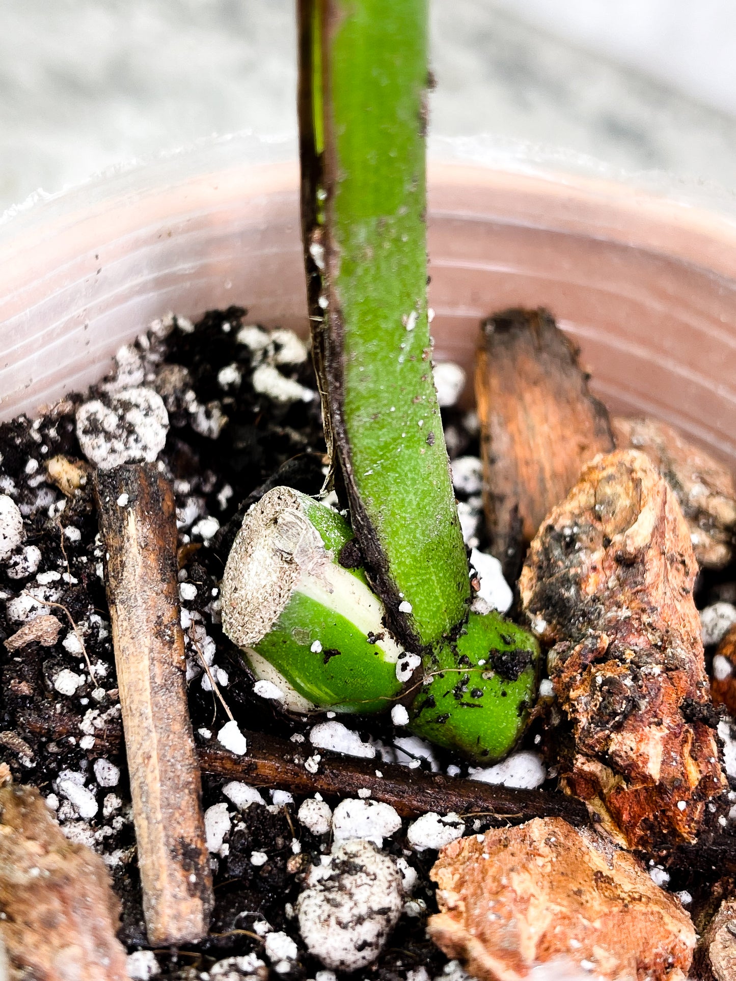 Monstera albo Rooted 1 leaf