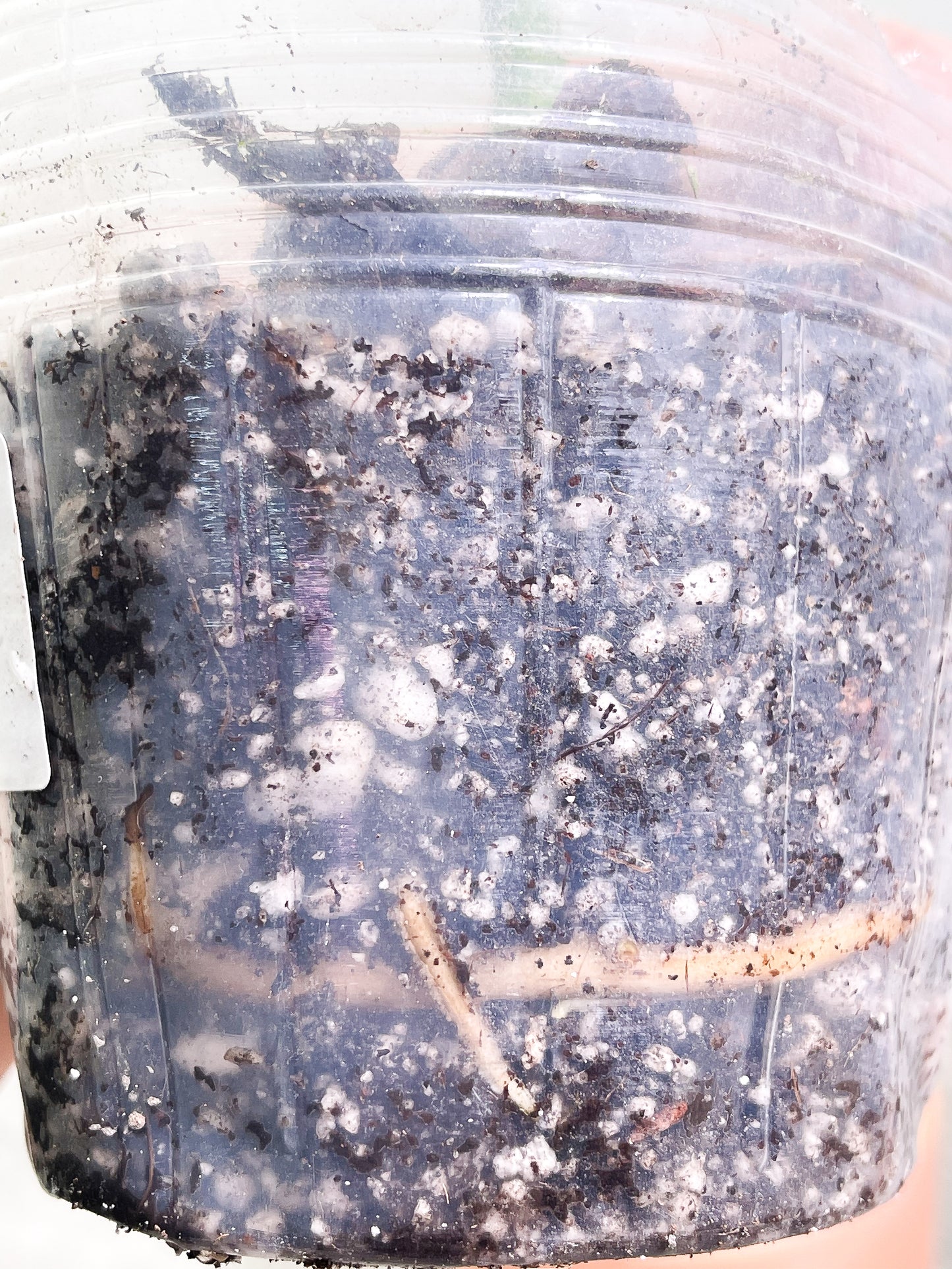 Monstera albo Rooted 1 leaf