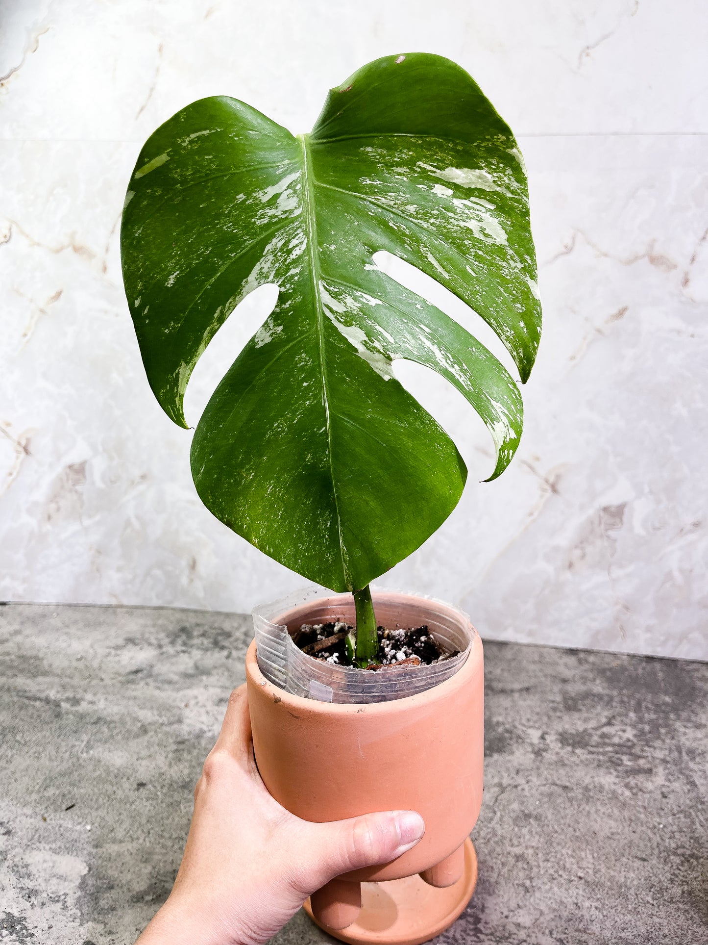 Monstera albo Rooted 1 leaf