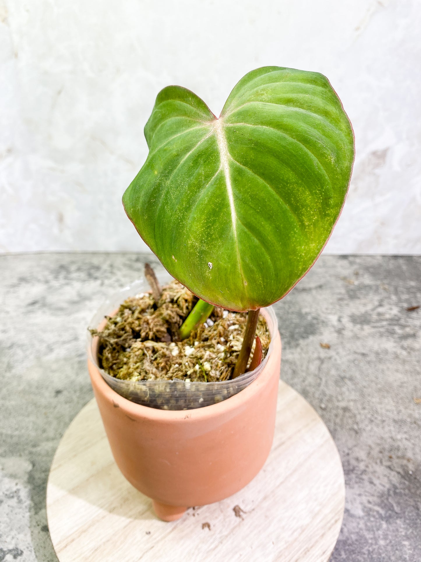 Philodendron Gloriosum 1 leaf 1 sprout Rooted