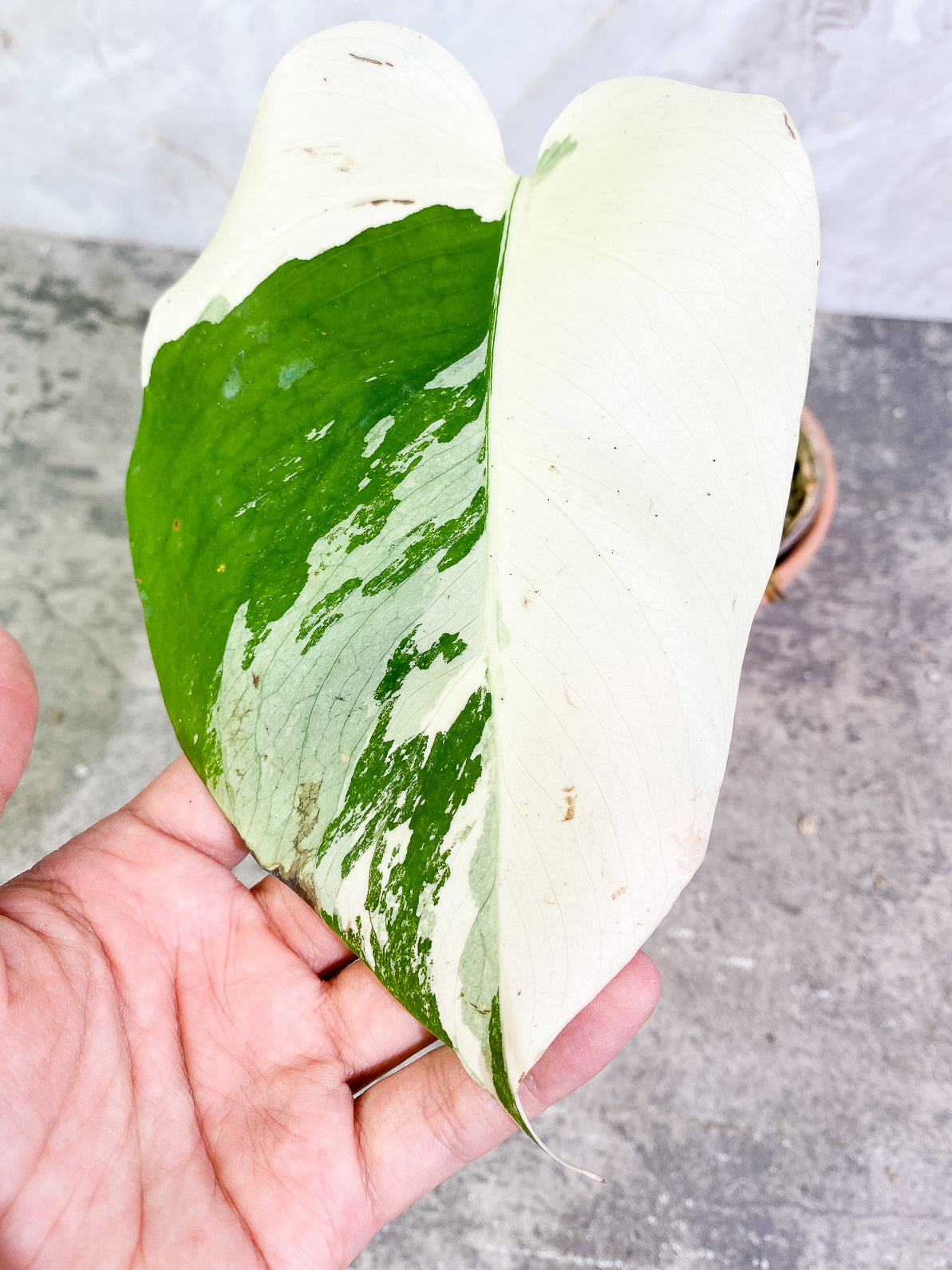 Monstera Albo 1 leaf rooted