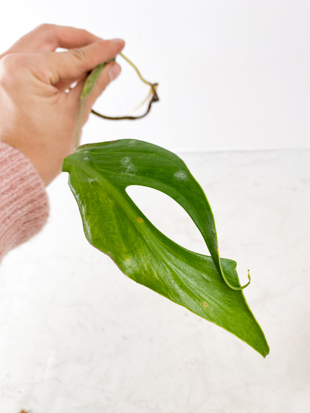 Monstera Burle Marx Flame Slightly Rooted 1 leaf 1 sprout