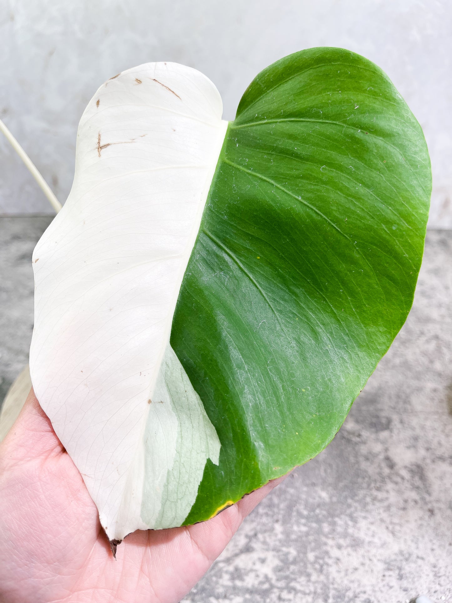Monstera albo 1 leaf 1 sprout Top Cutting Slightly Rooted Half Moon